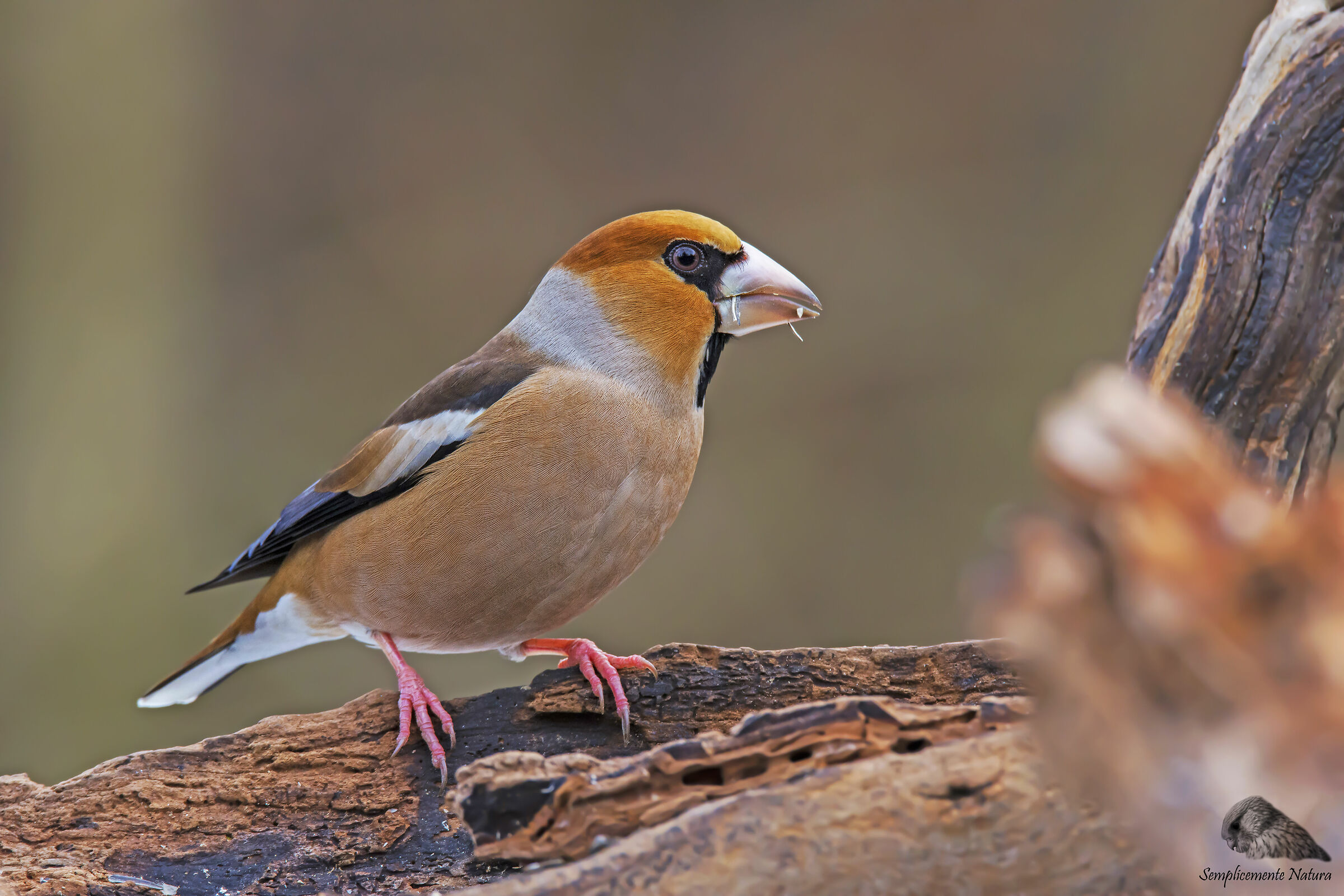 Frosone (Coccothraustes coccothraustes)