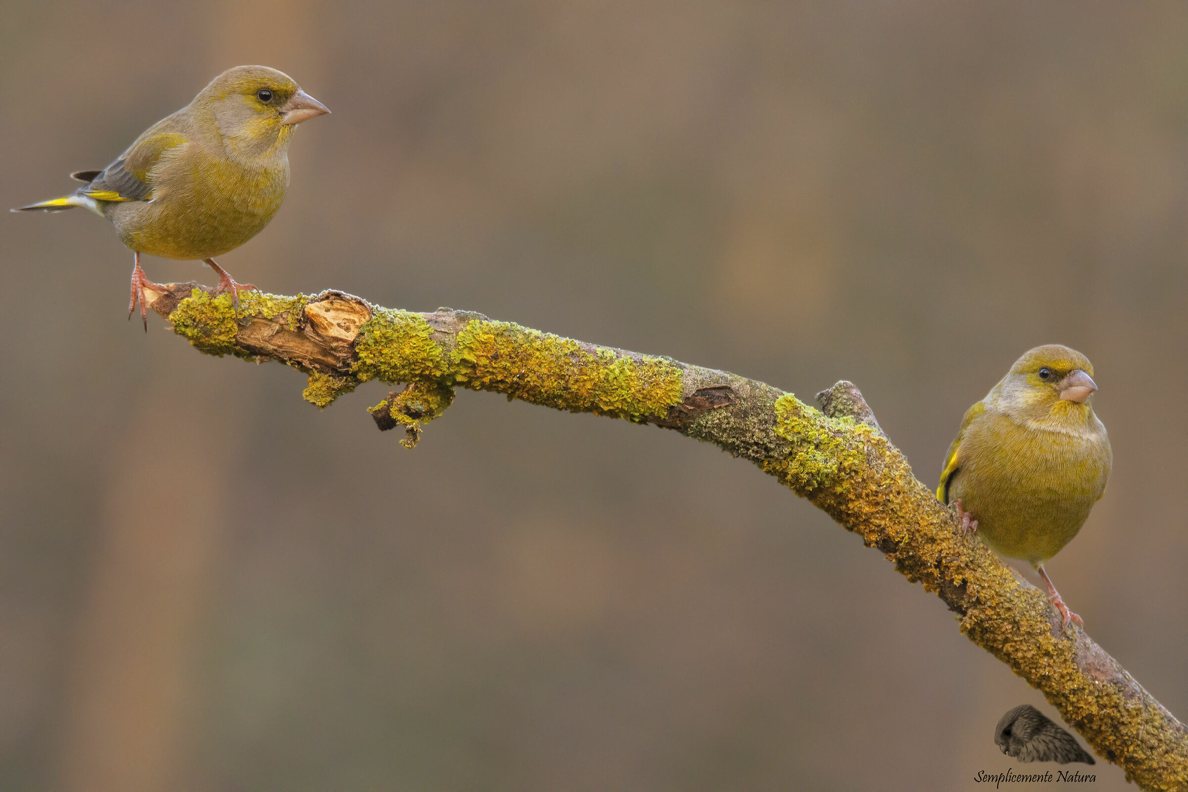 Verdoni (Chloris chloris)