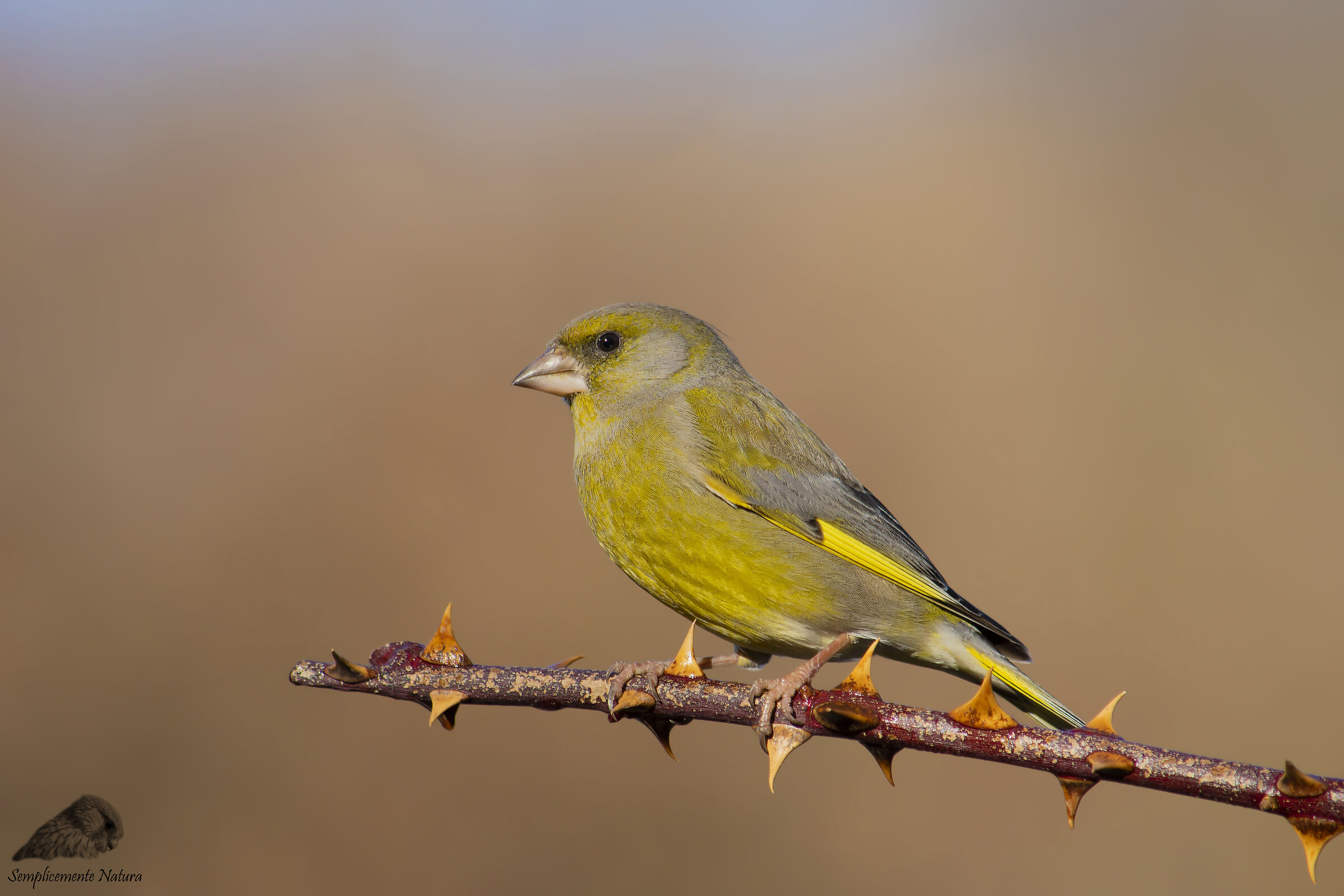 Verdone (Chloris chloris)