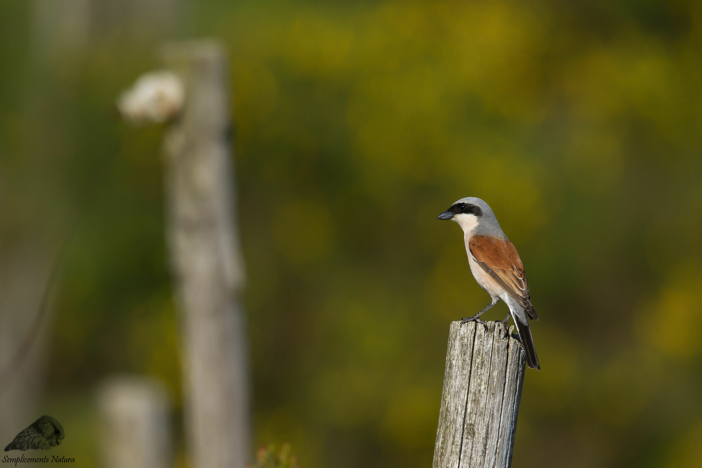 Little Girl (Lanius Collurio)