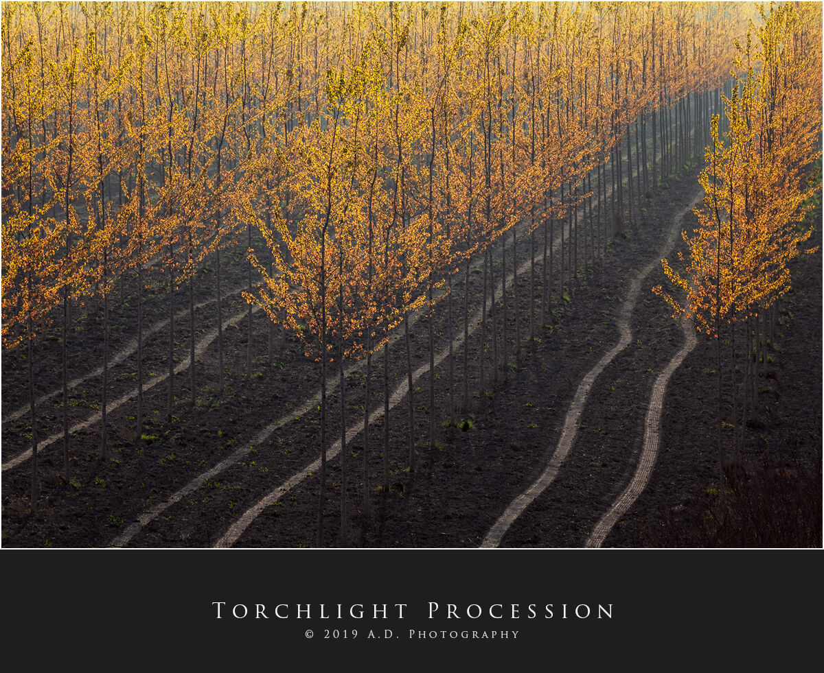 Torchlight Procession