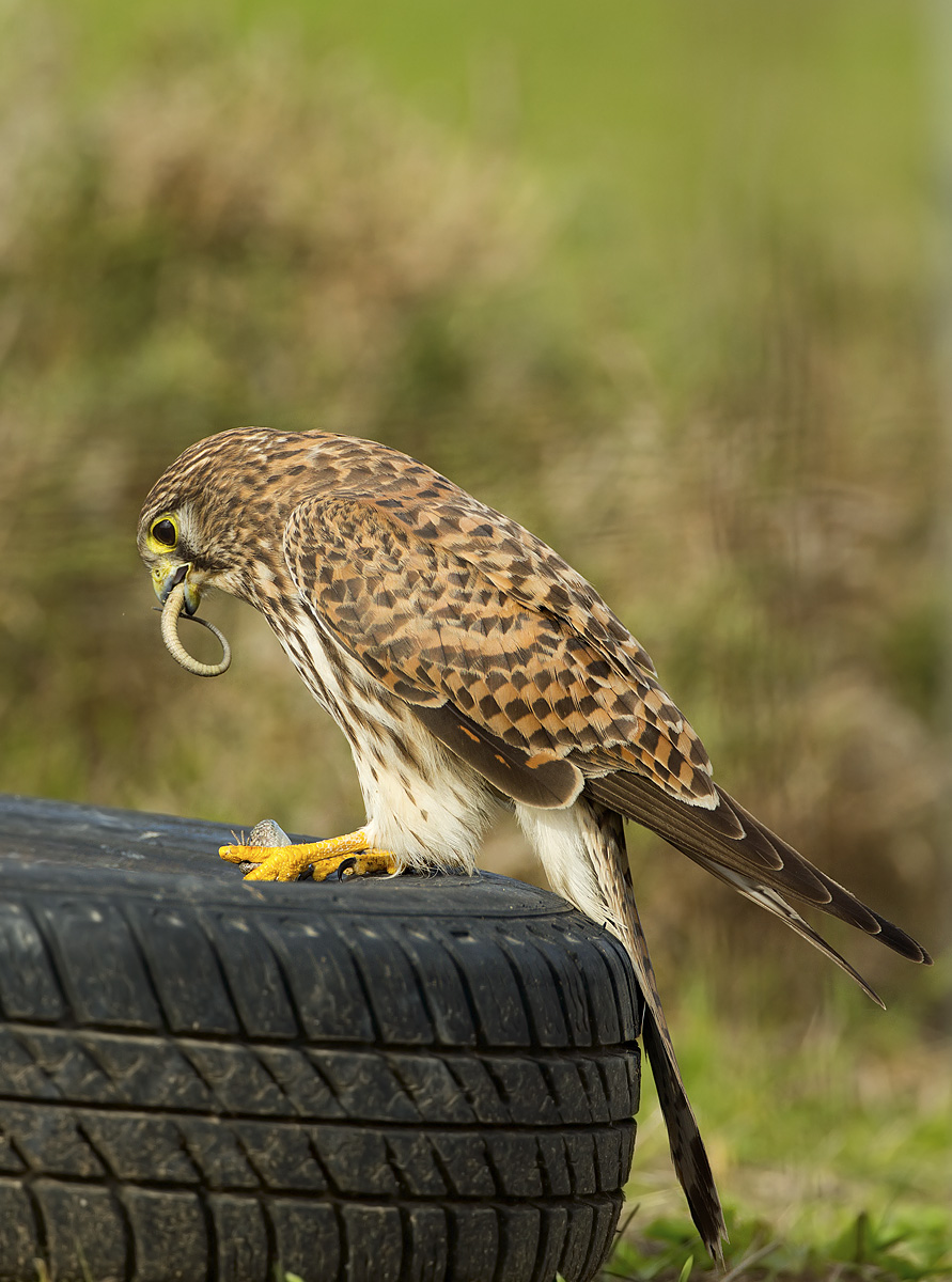 2) prima la coda..............