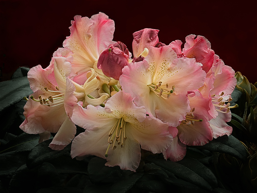 Spring, Time of azaleas