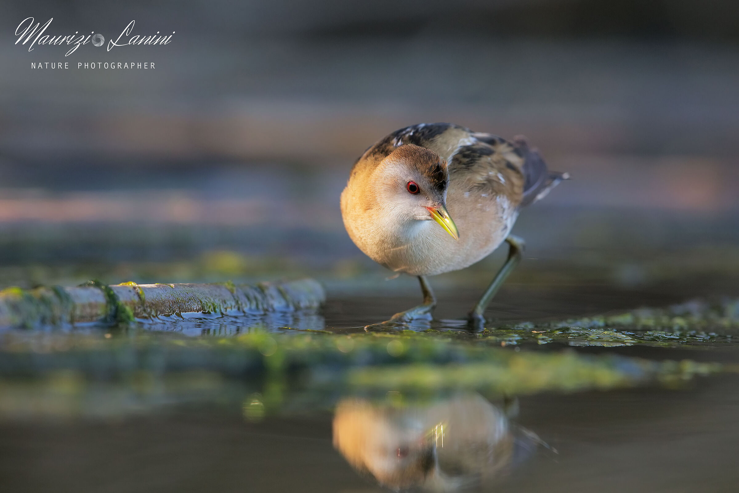 Specchio, specchio  delle mie brame....