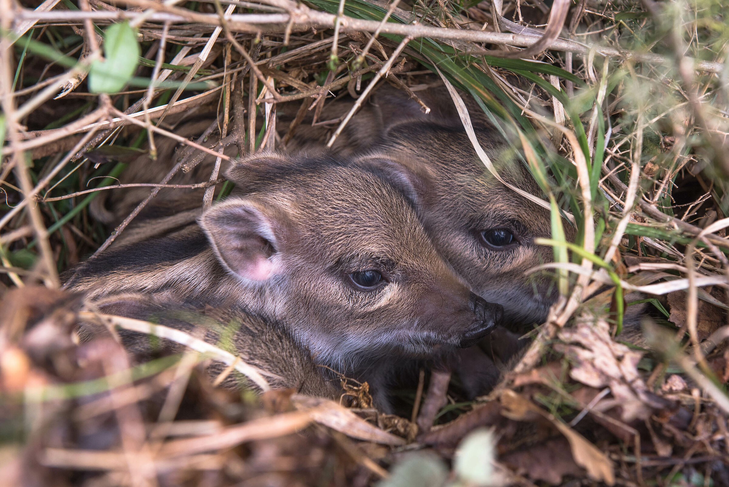 Wild Boar Puppies