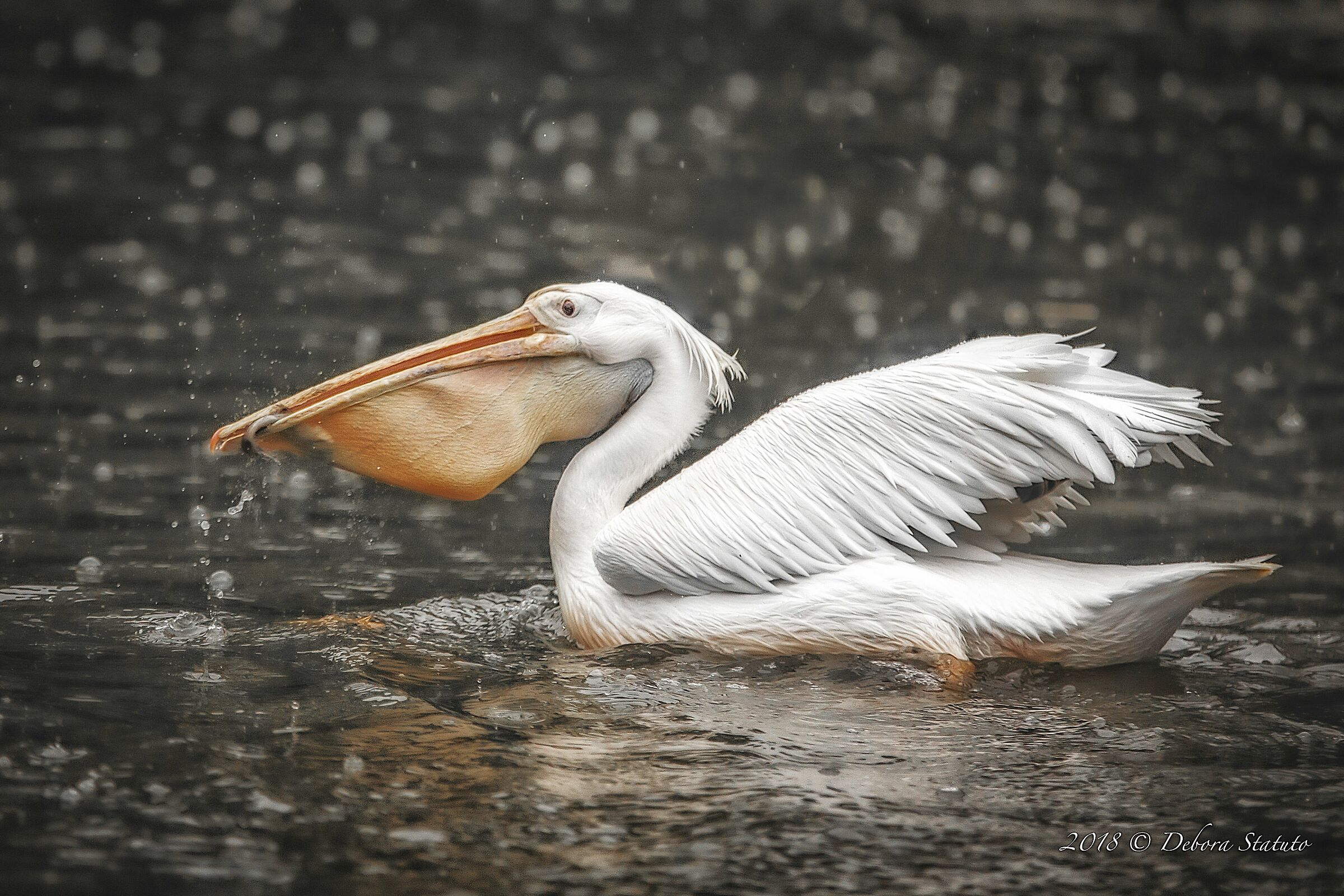 Se osservi bene la pioggia non bagna...colora il mondo