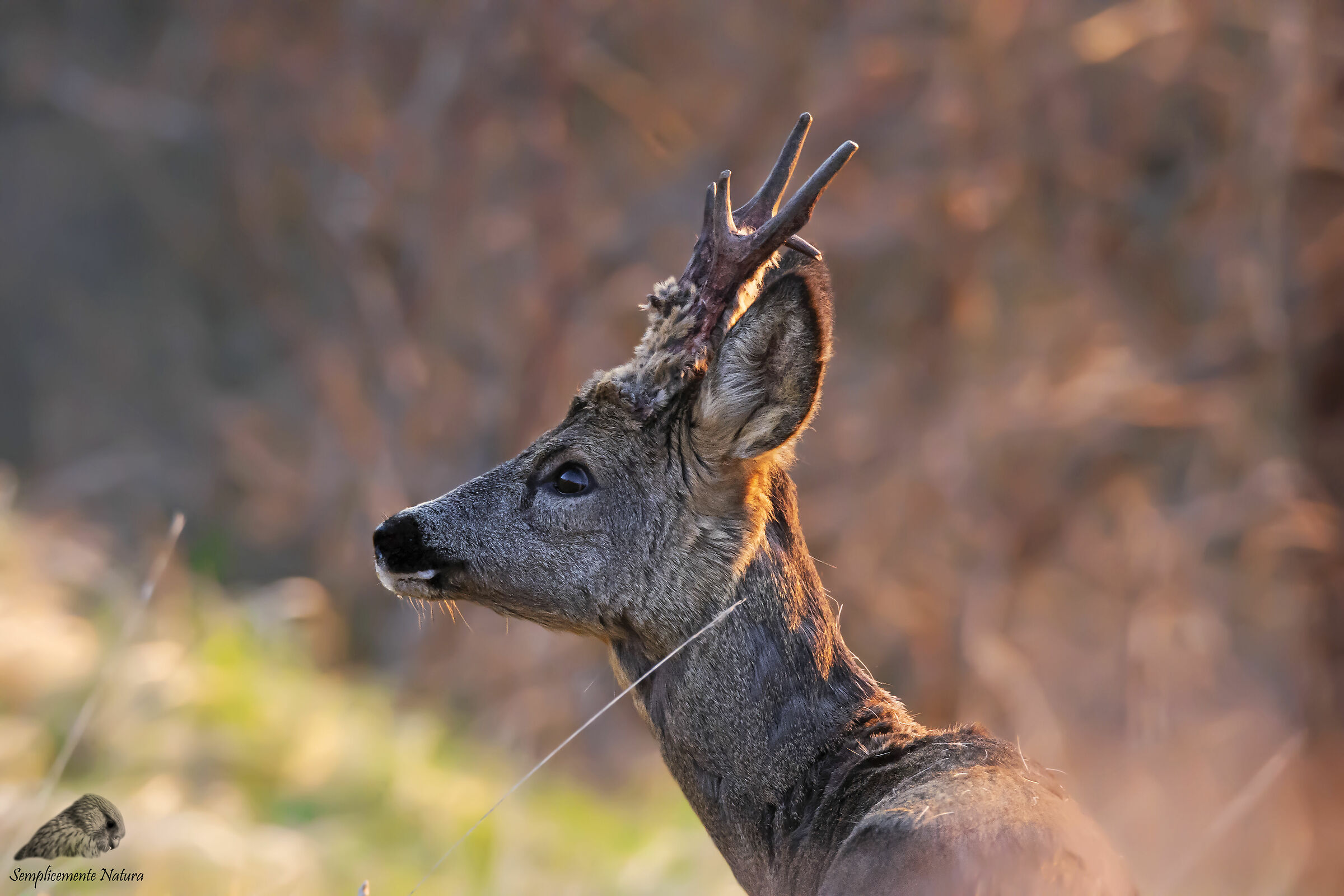 Roe Deer (Capreolus capreolus)