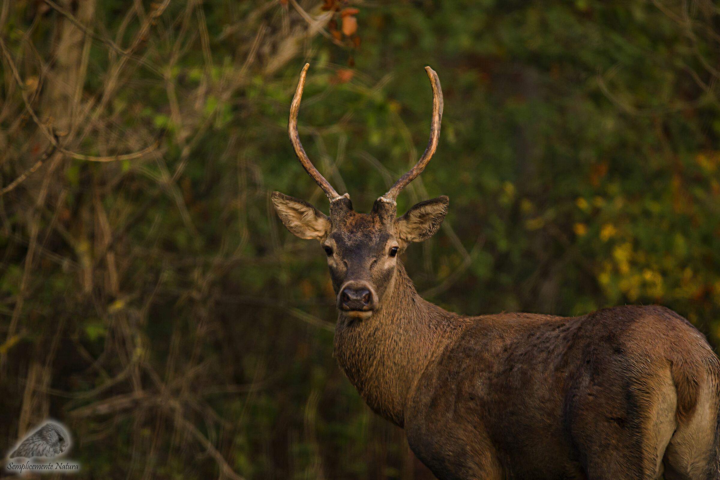 Deer (Cervus Elapus)