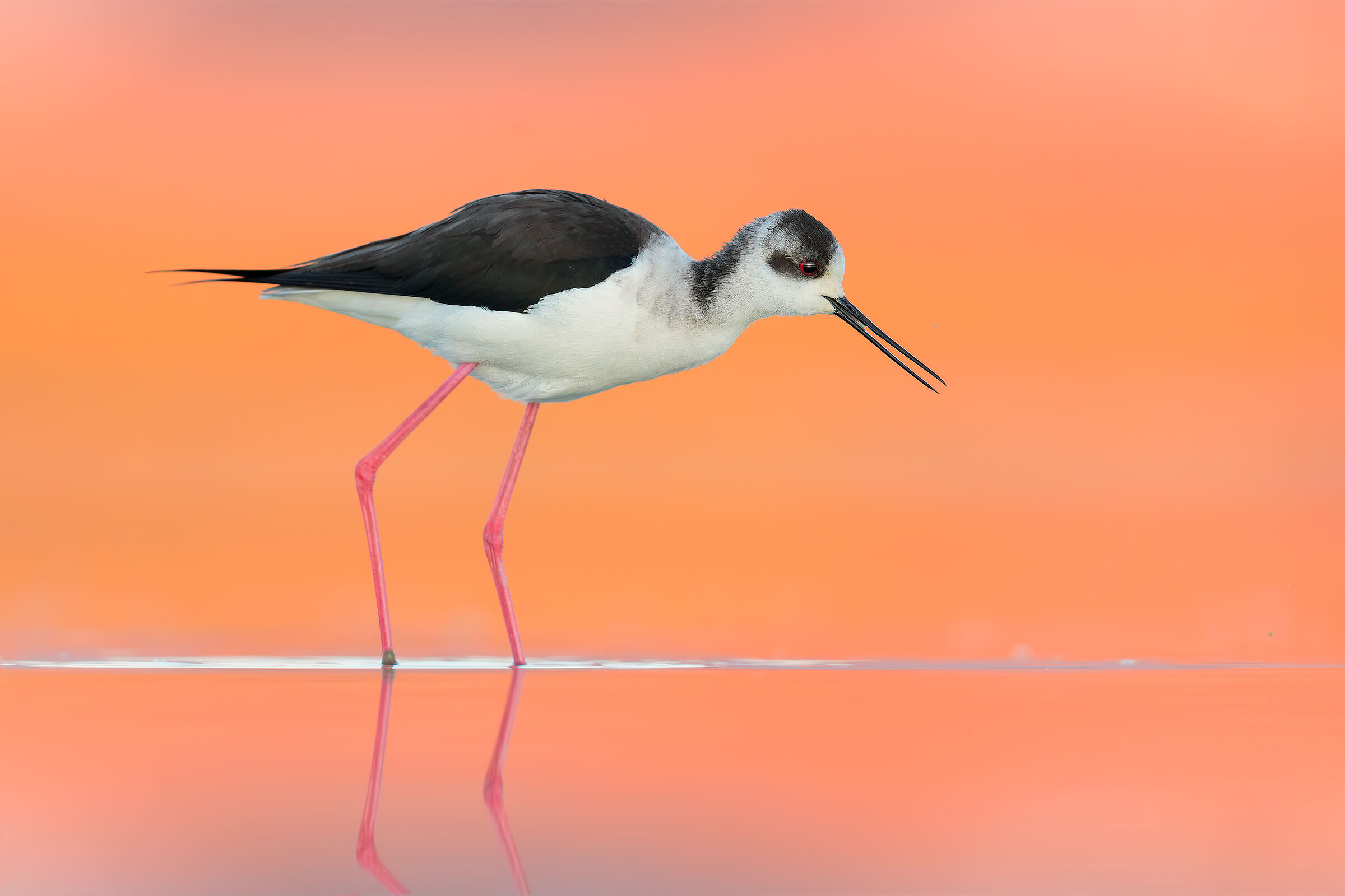 Cavalieri D'Italia 19'