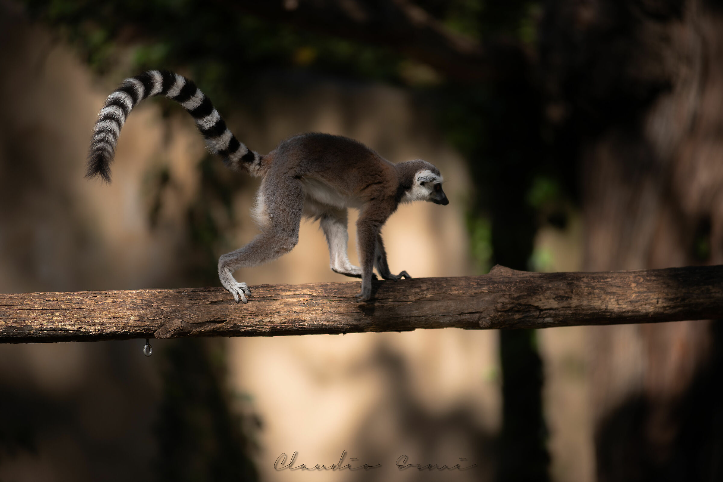 Lemur catta
