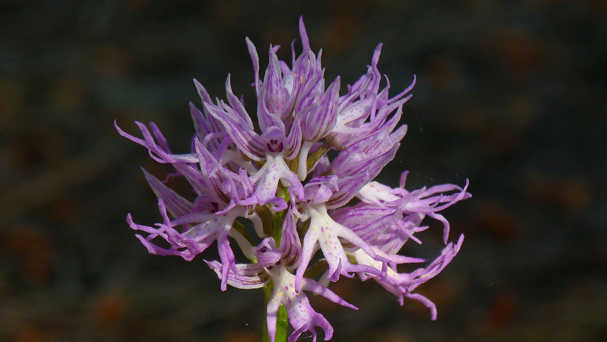 Wild Orchid