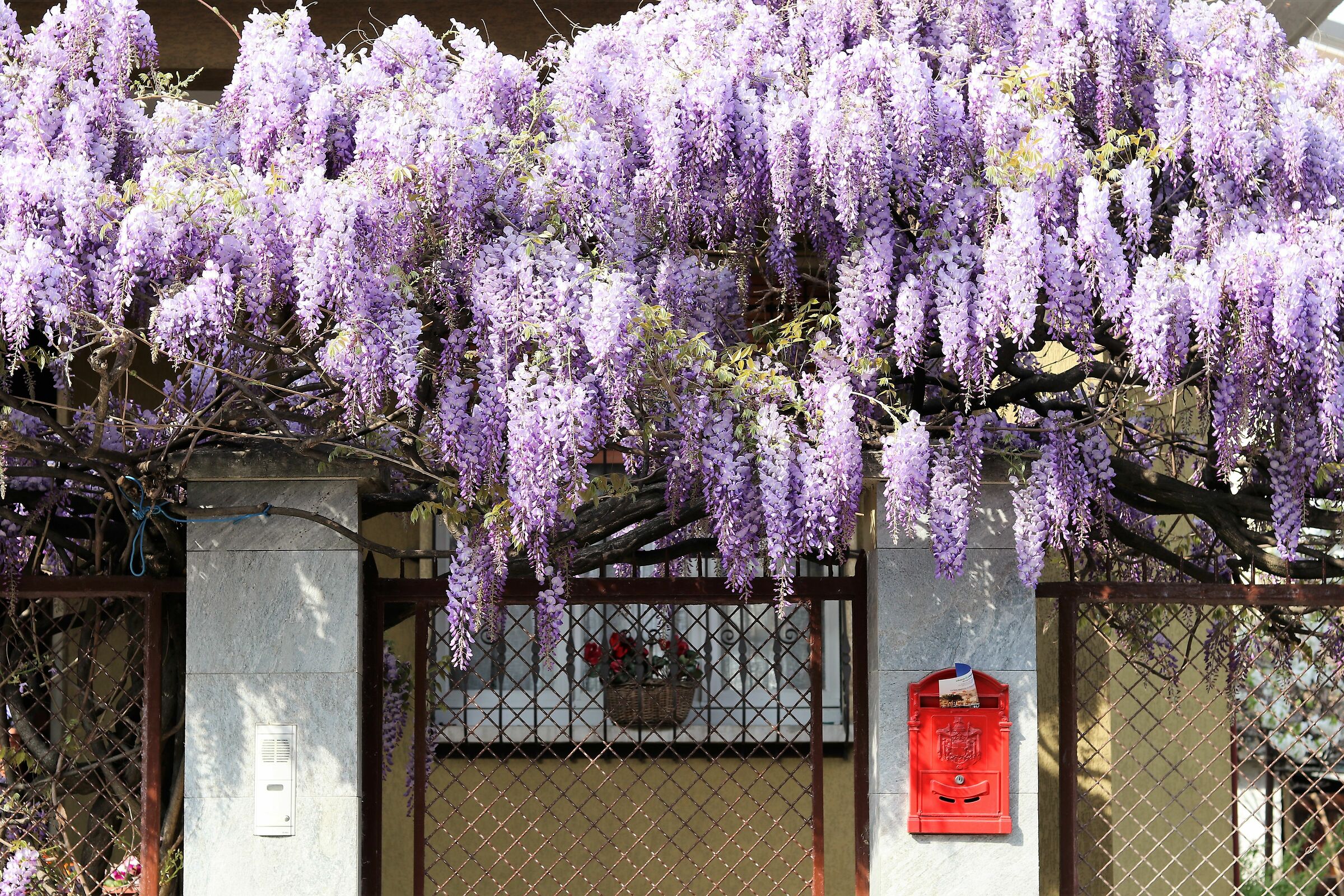 Il pergolato di Glicine in primavera