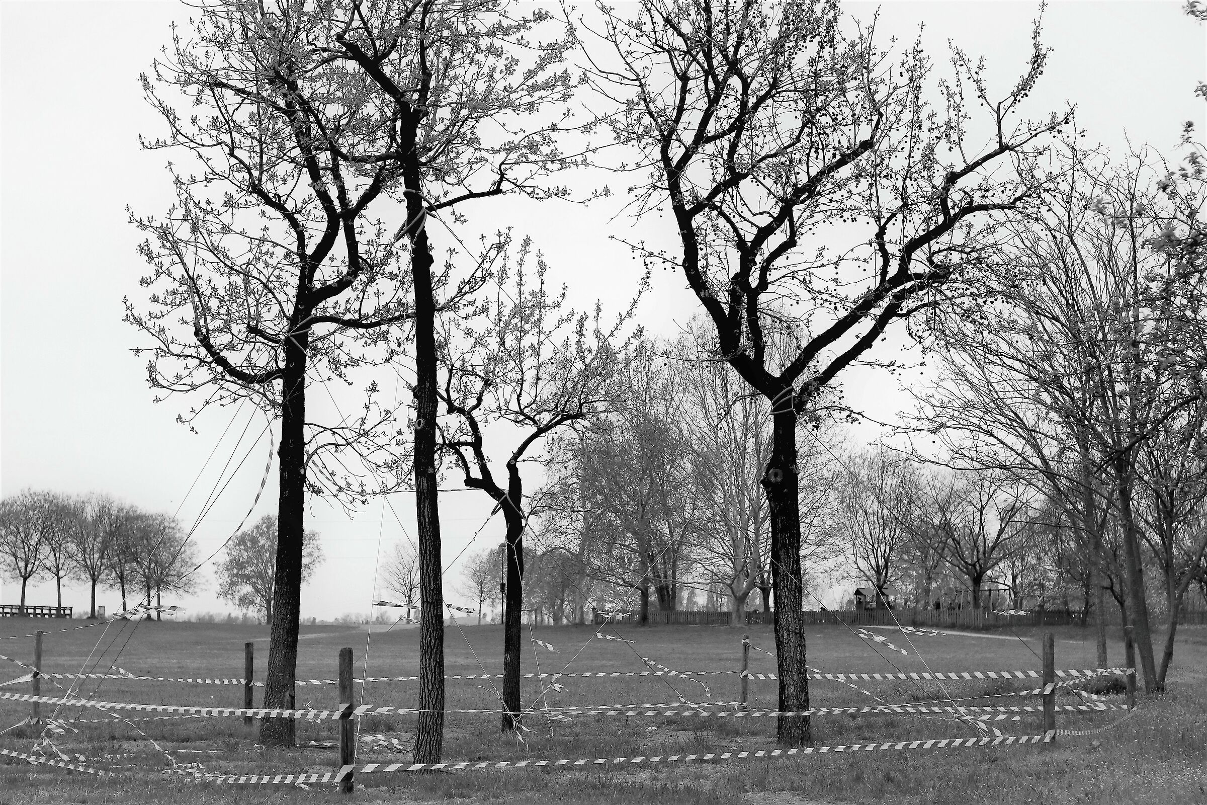 Alberi in manutenzione al Parco Increa  ...Brugherio