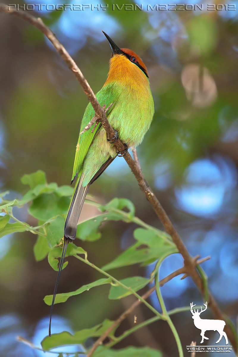 Gruccione di Bohem (Merops boehmi)