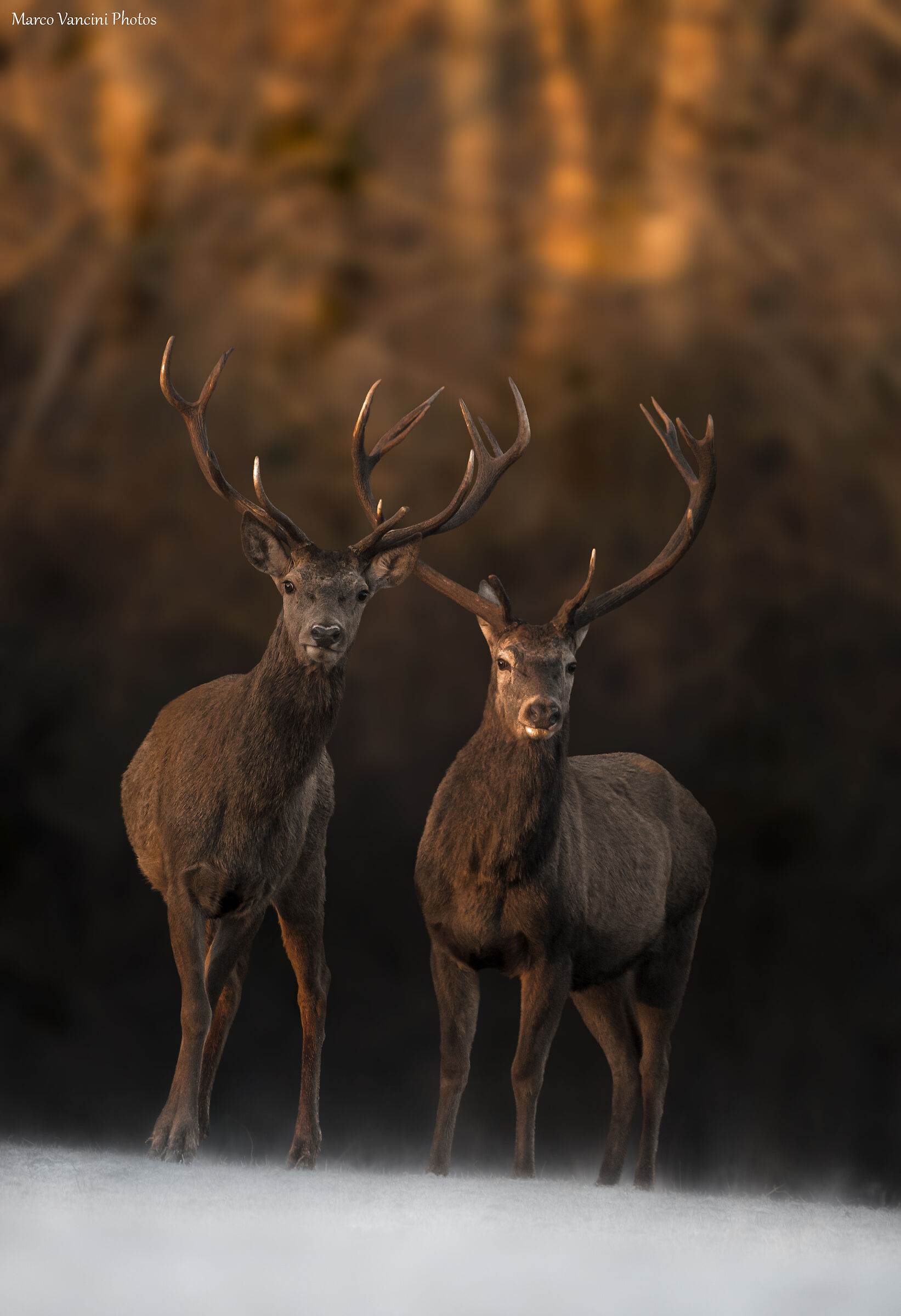 2 Curious Deer