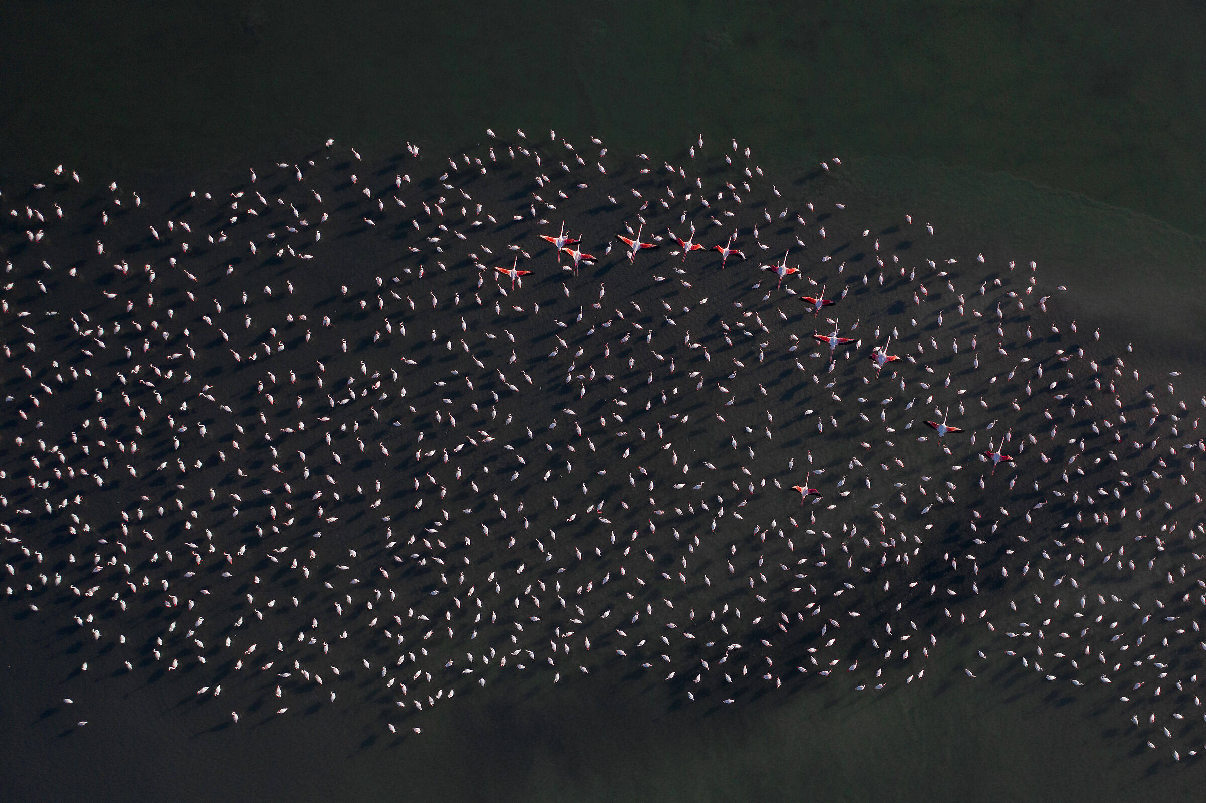 Fenicotteri nella Laguna di Venezia