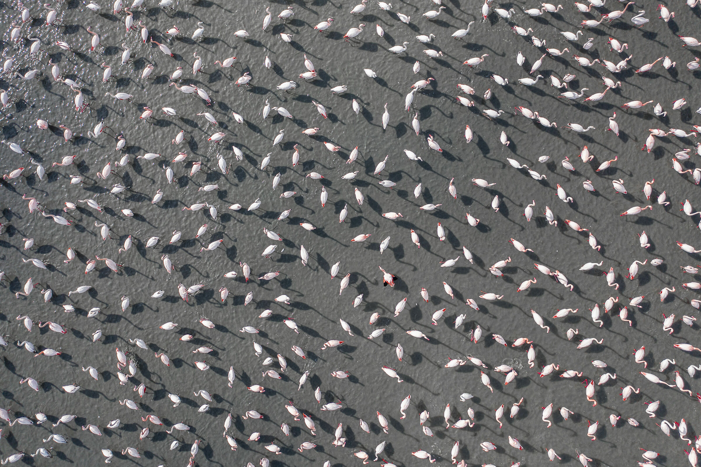 Fenicotteri nella Laguna di Venezia