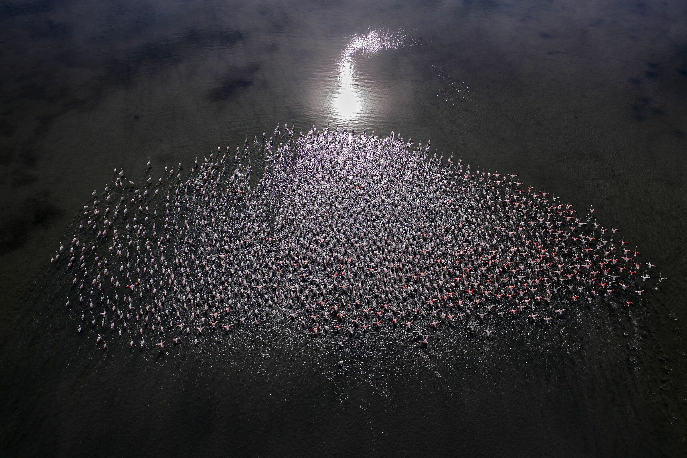 Fenicotteri nella Laguna di Venezia