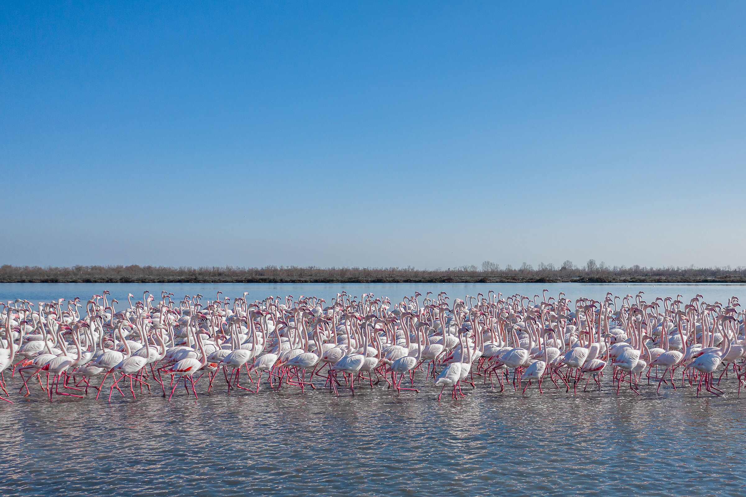 Fenicotteri nella Laguna di Venezia