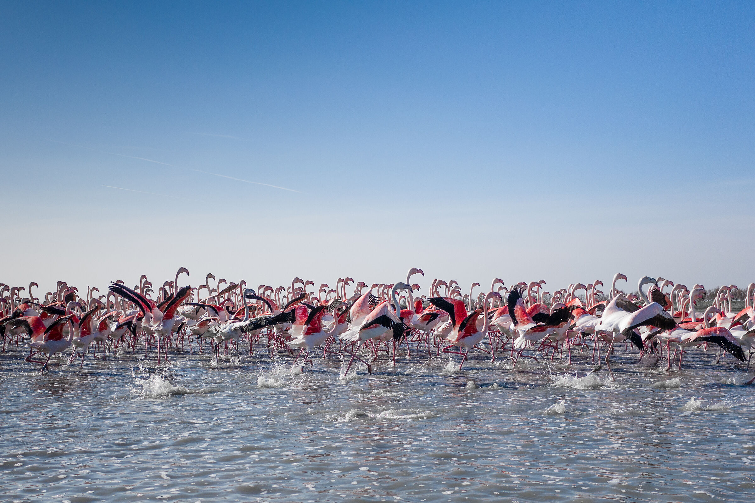 Fenicotteri nella Laguna di Venezia