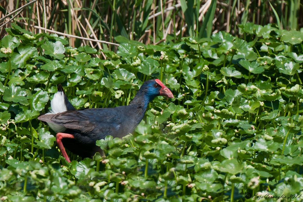Purple Gallinule