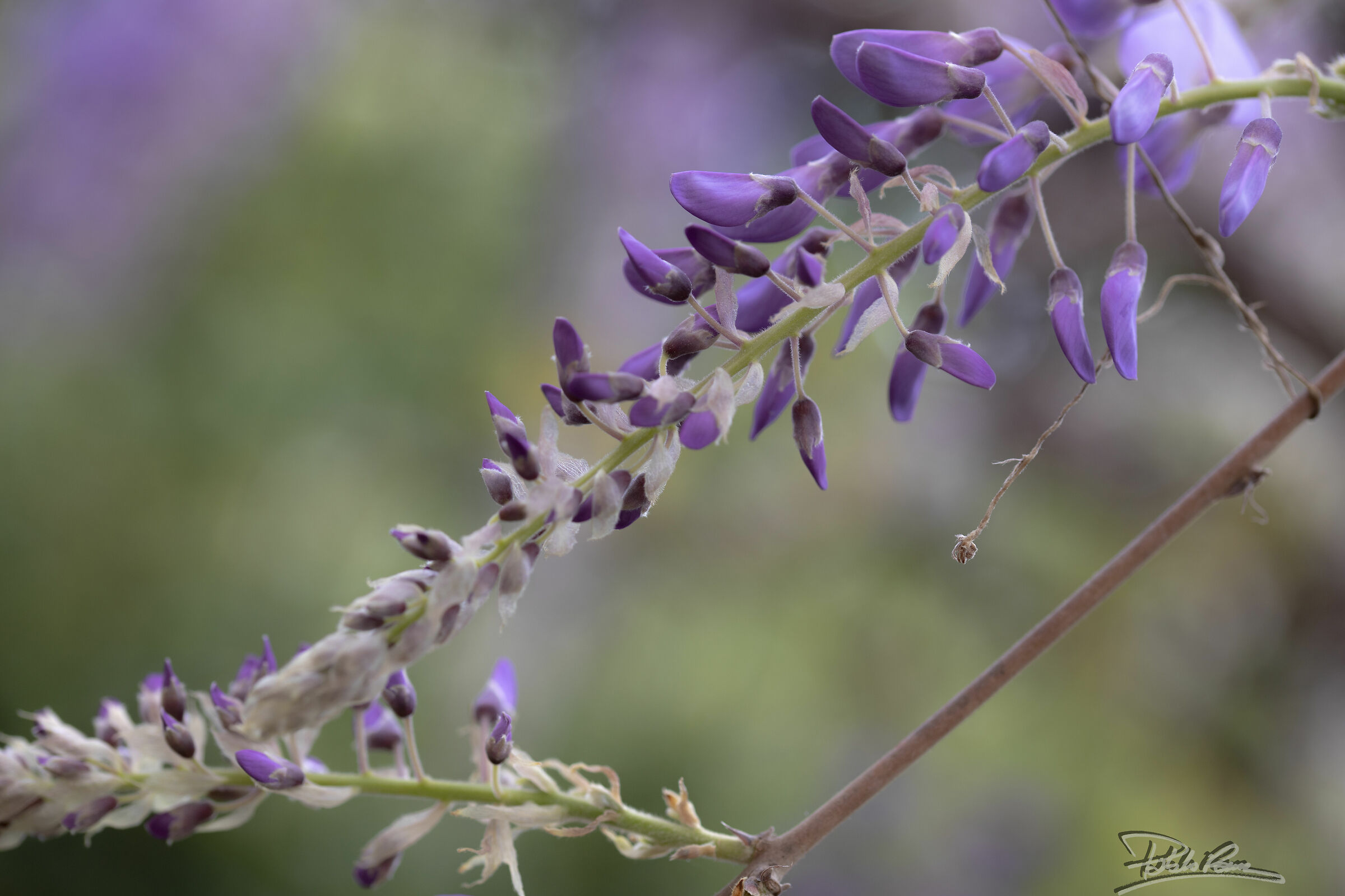 Wisteria