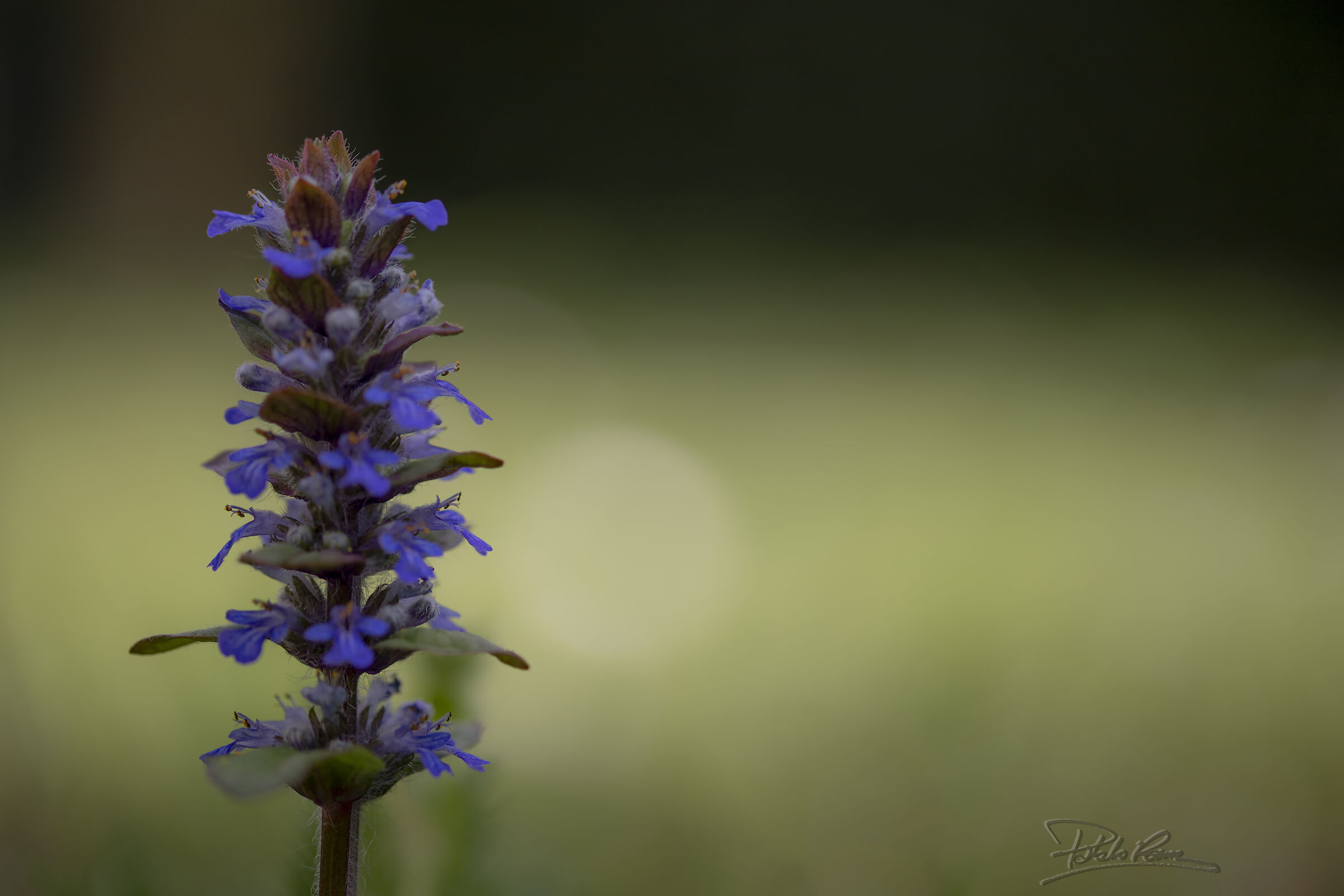 Bugola (Ajuga Reptans)