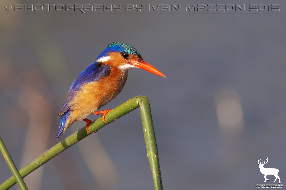 Martin pescatore malachite (Alcedo cristata)