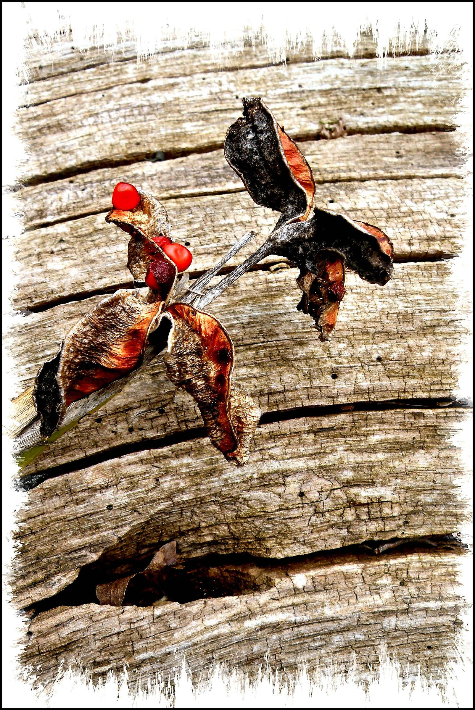 Iris Composizione