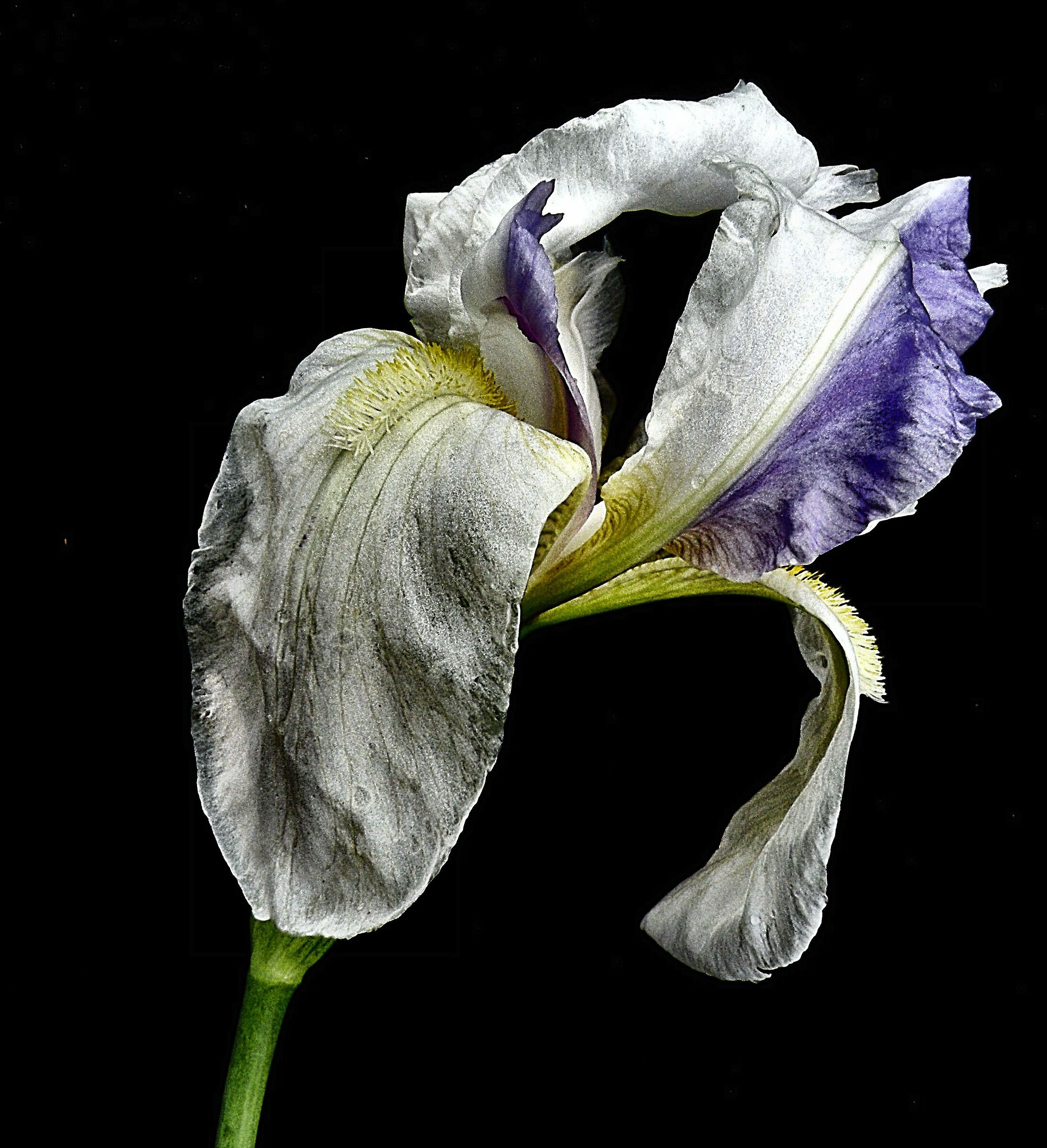Iris