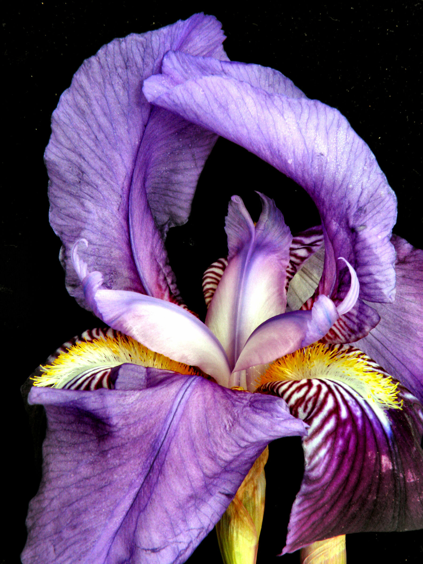 Iris