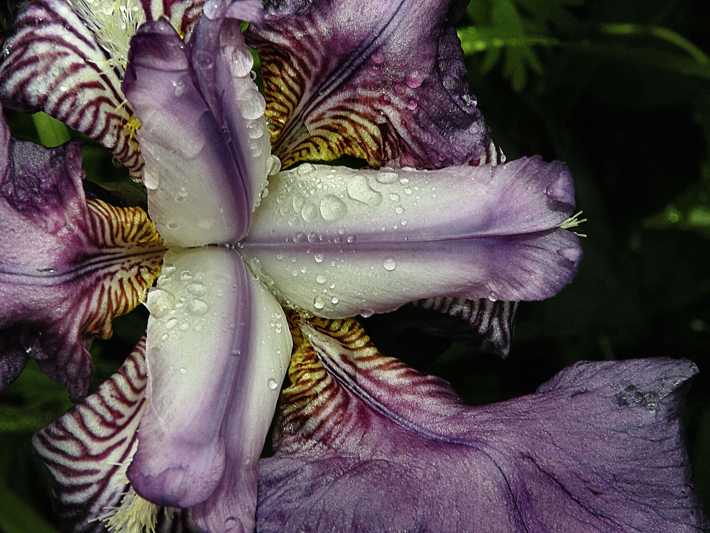Iris