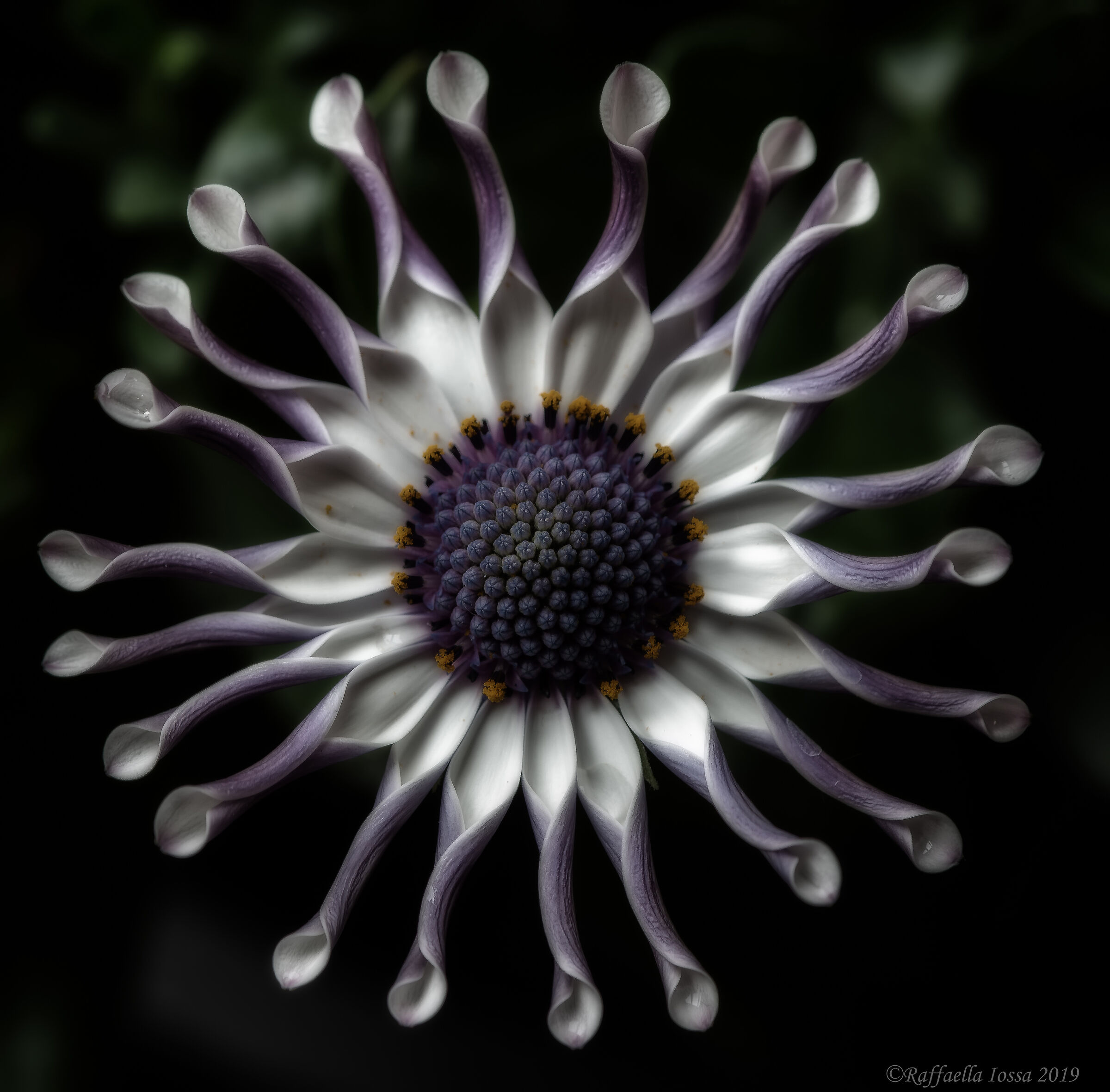 Osteospermum
