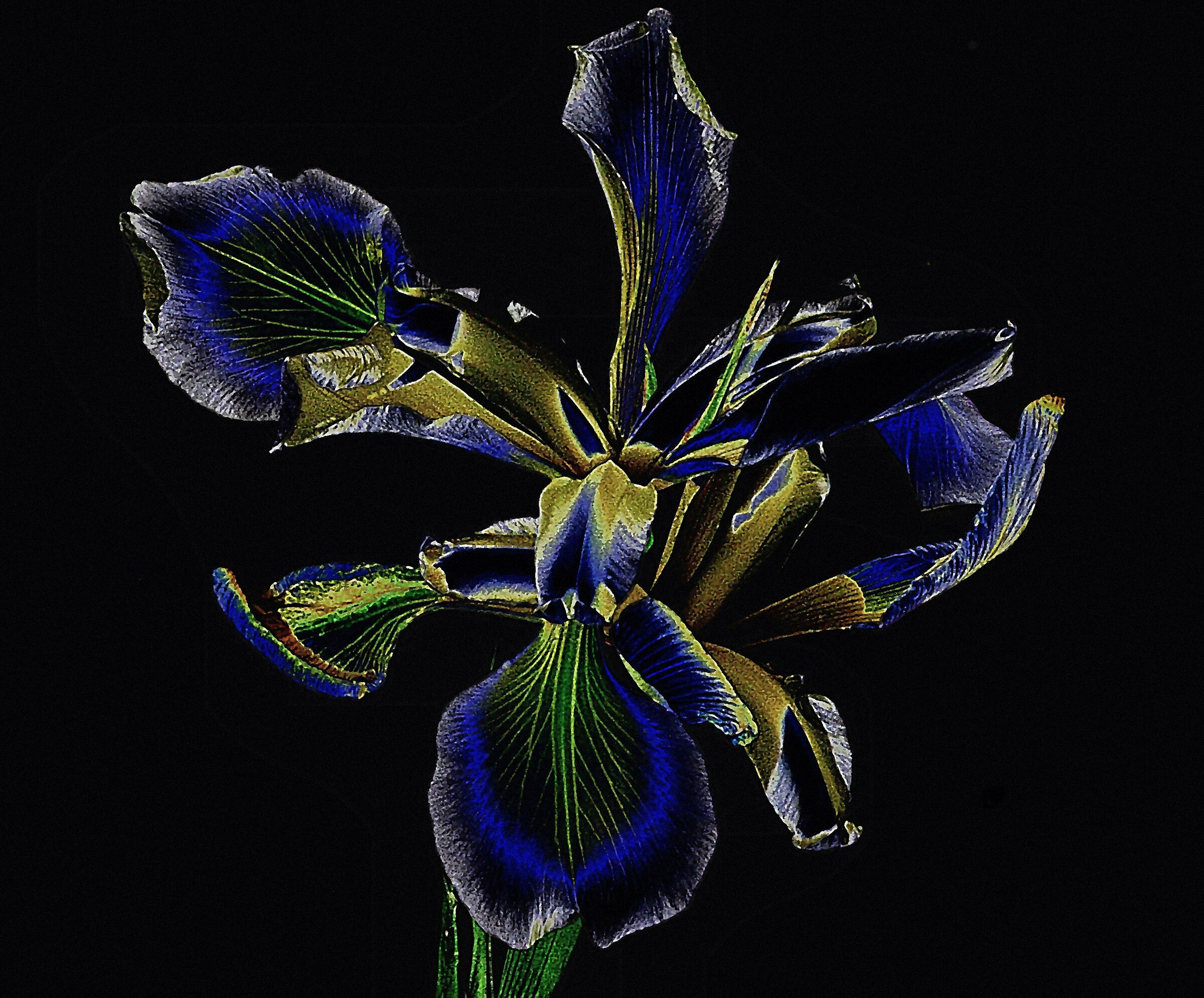 Iris solarizzazione