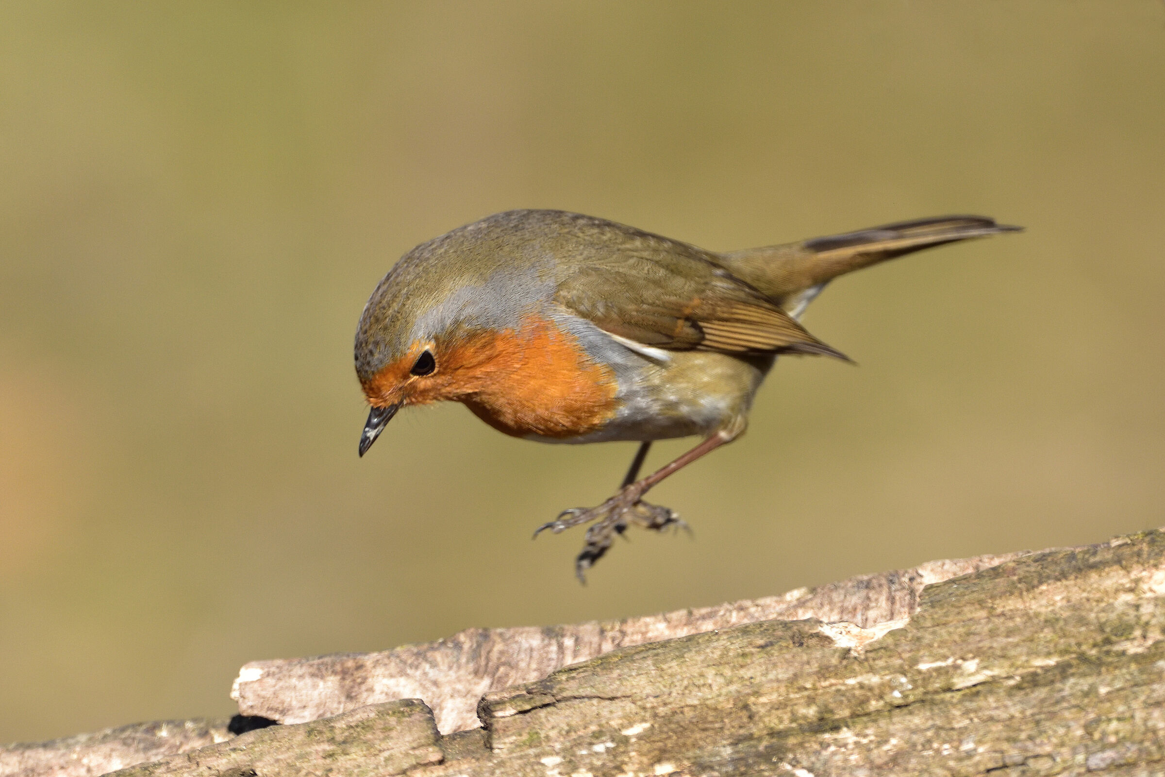 The Robin and the politics of the little ones..... Balzi.