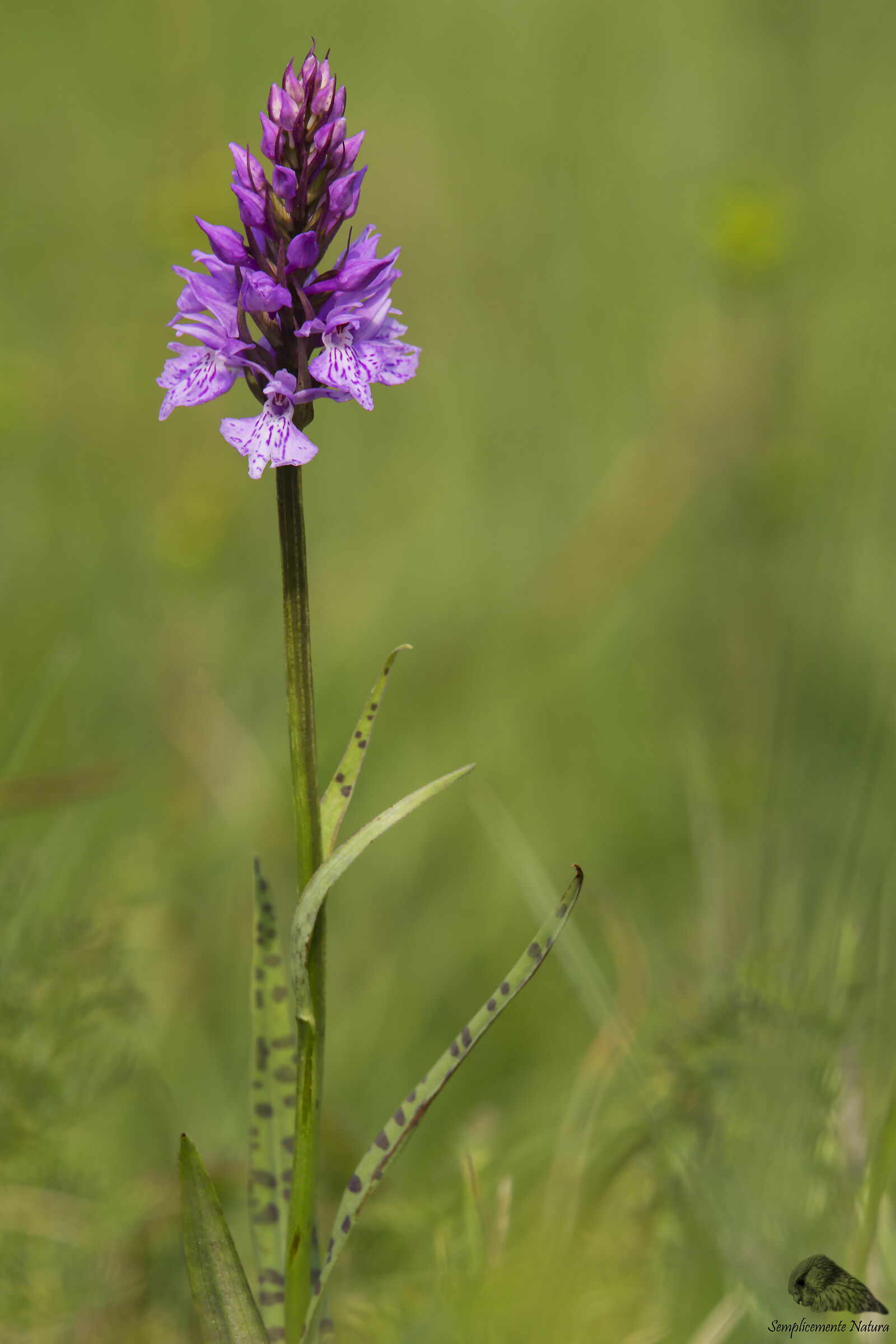 Dactylorhiza spotted Fuchsii