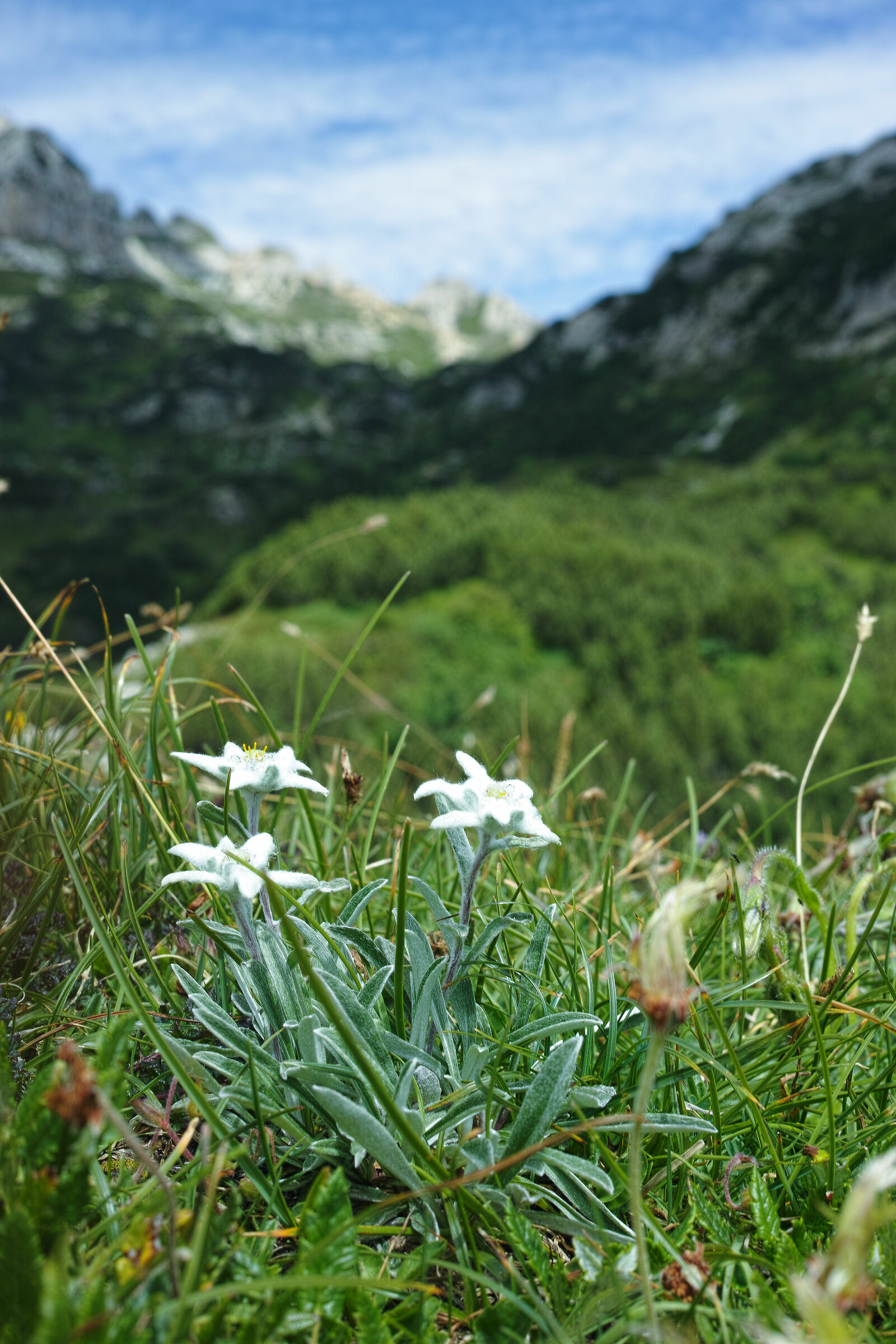 Leontopodium Alpinum