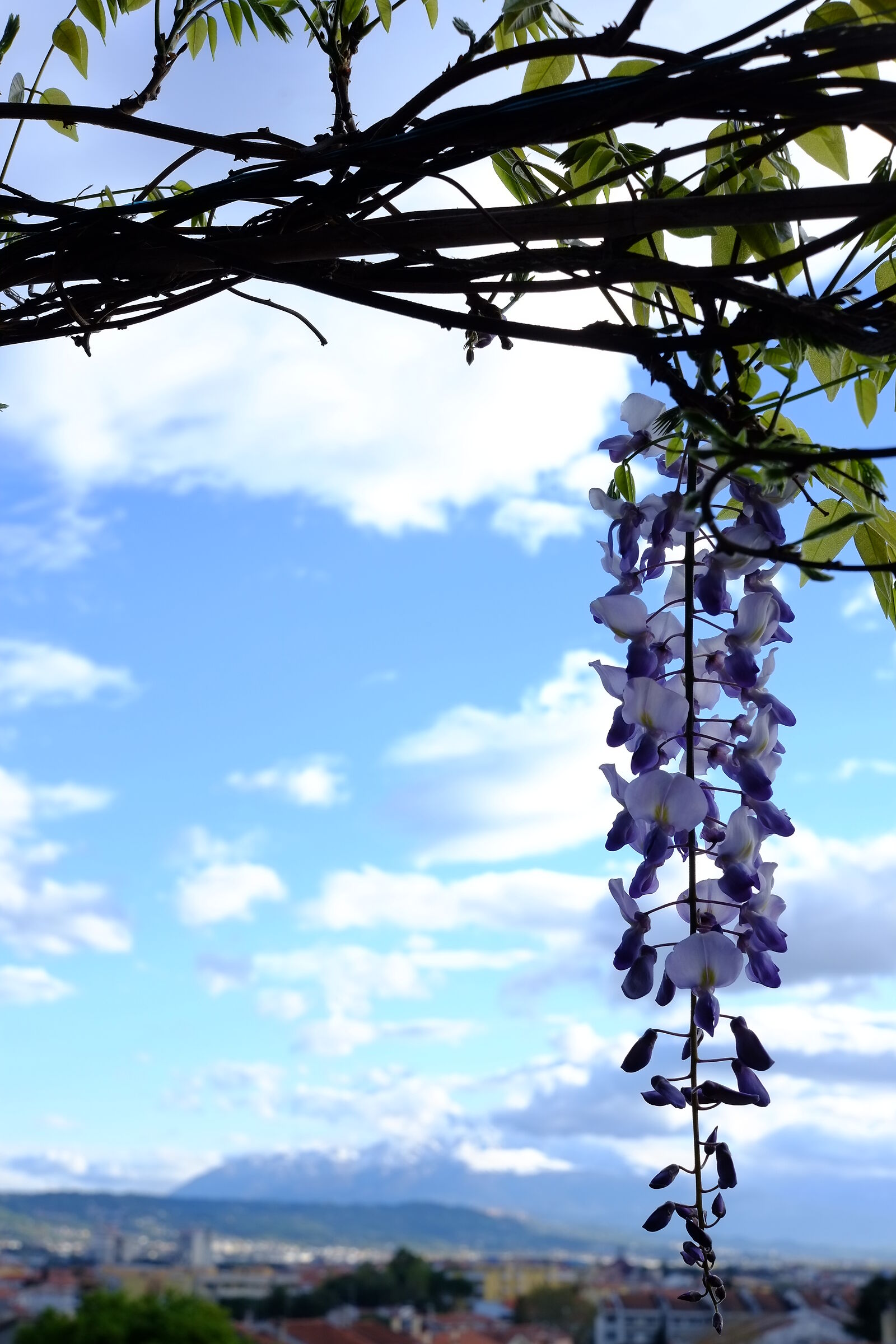 Wisteria