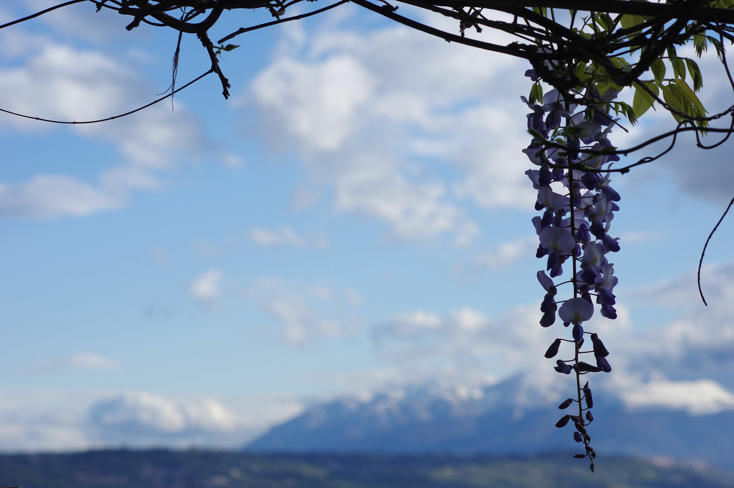 Wisteria