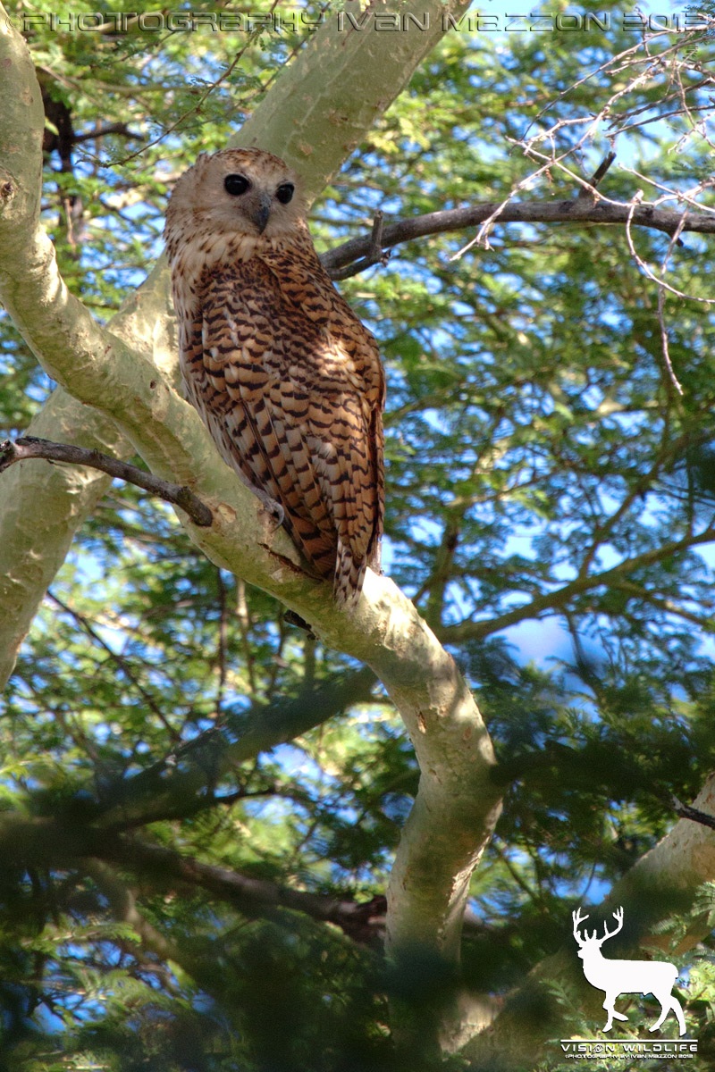 Pel's fish owl (Scotopelia hairs)