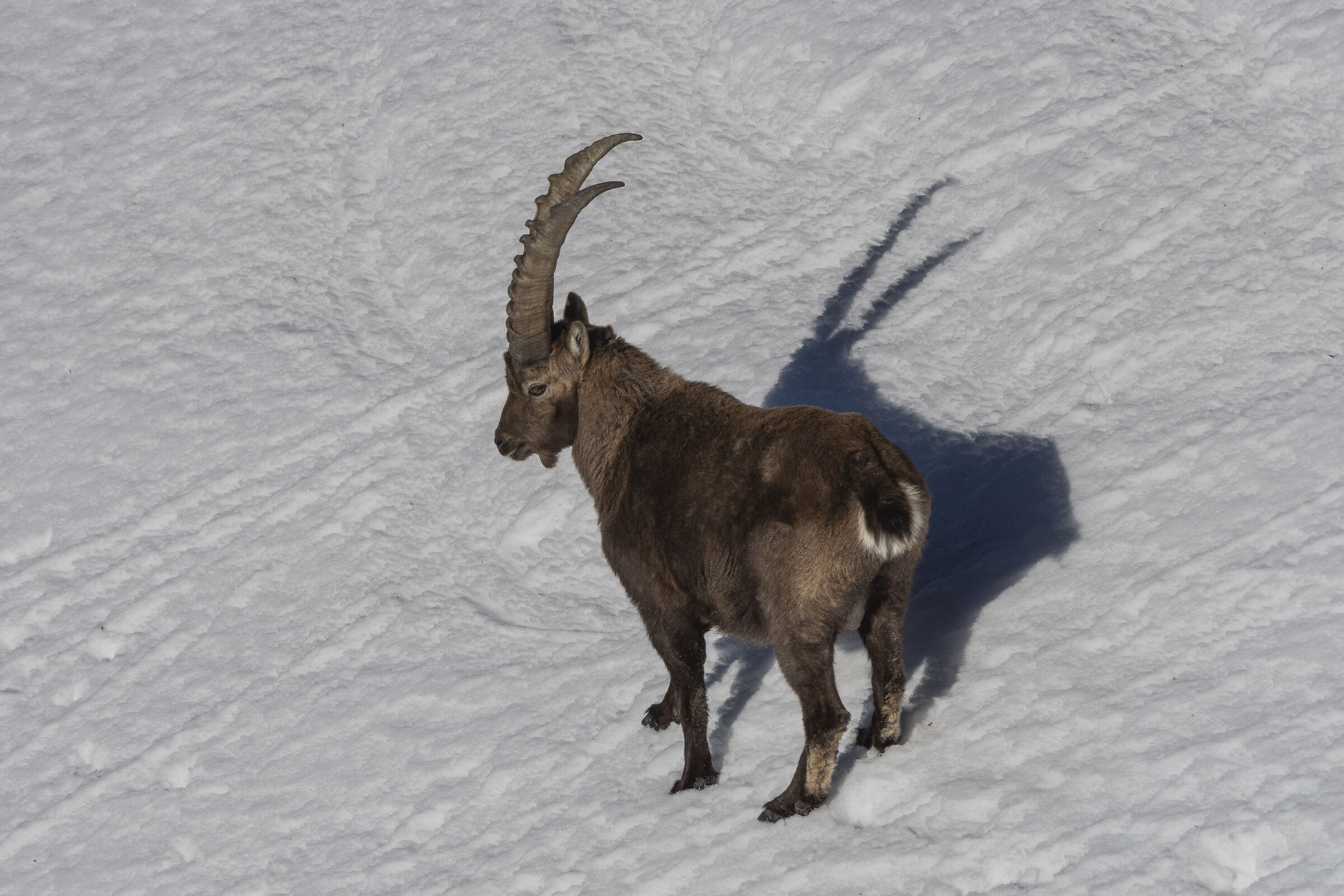 A passeggio sulla neve