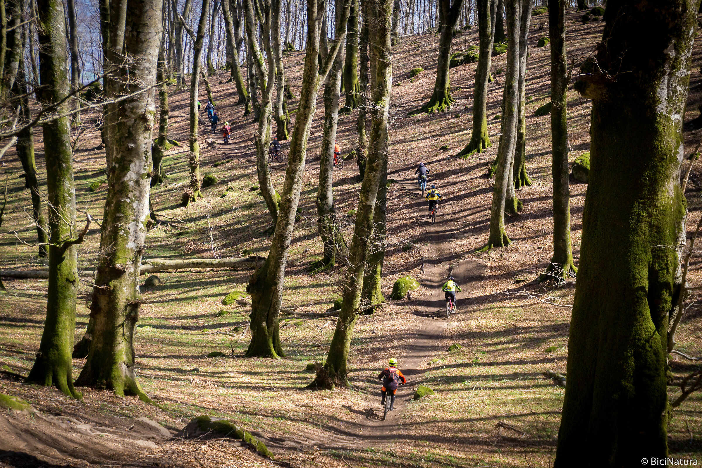 Trenini in Beech Forest