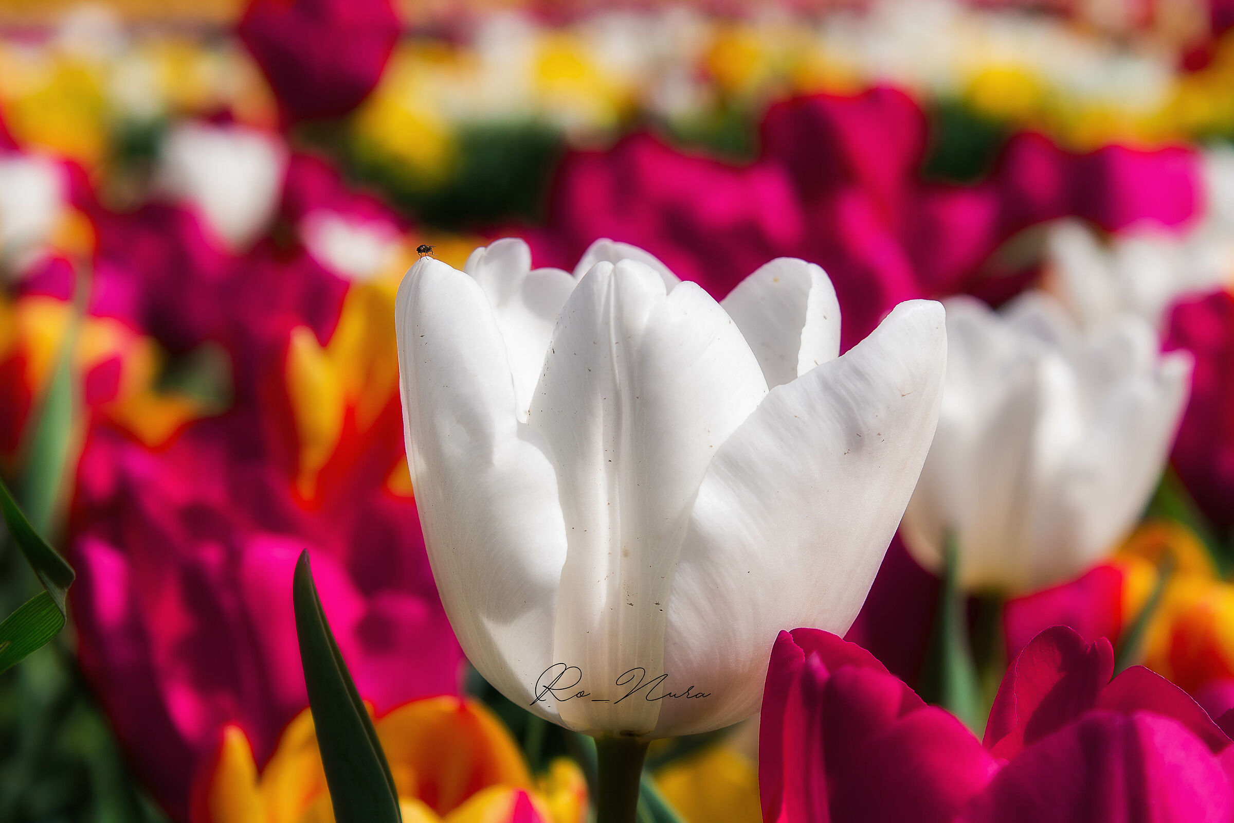 The giant and the Little ant