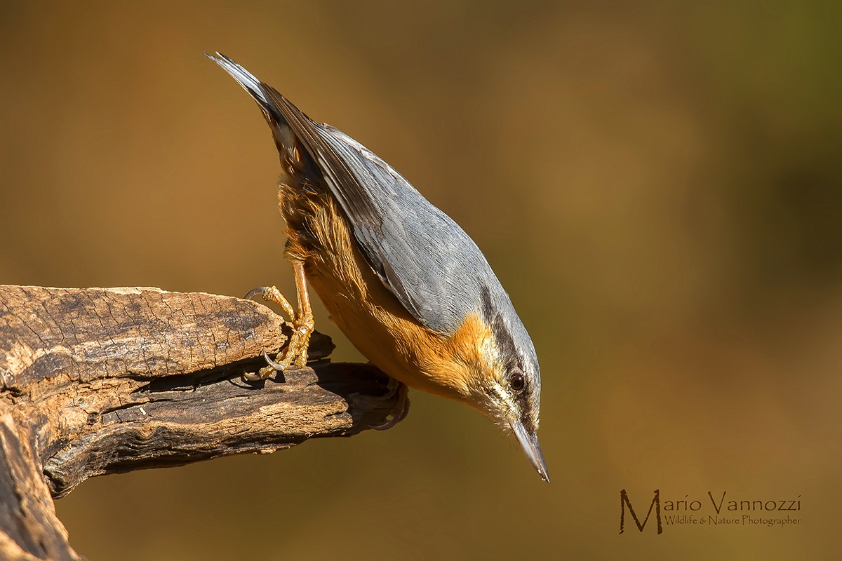 Nuthatch starting ...