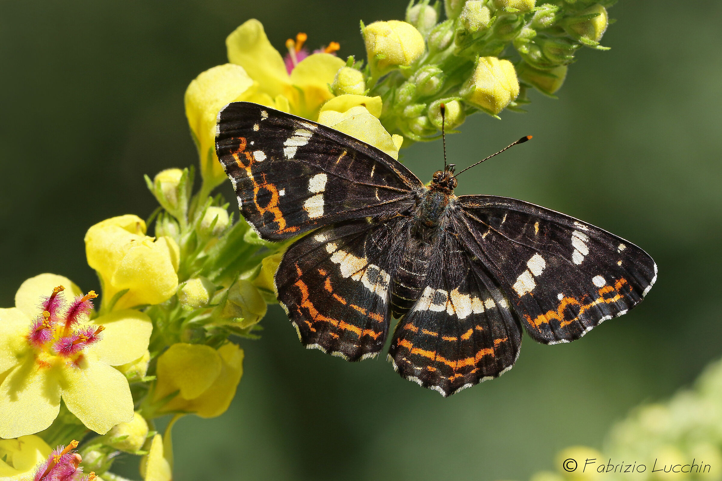 Araschnia levana 2°generazione