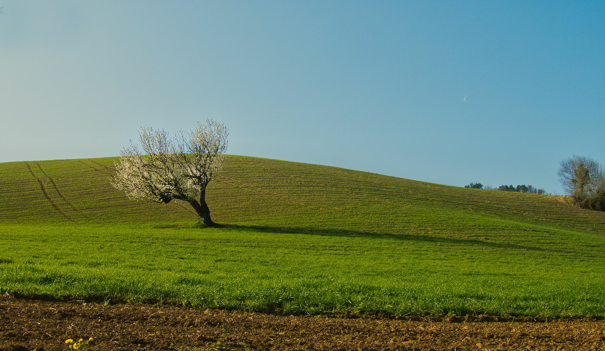 Spring of the Old cherry tree