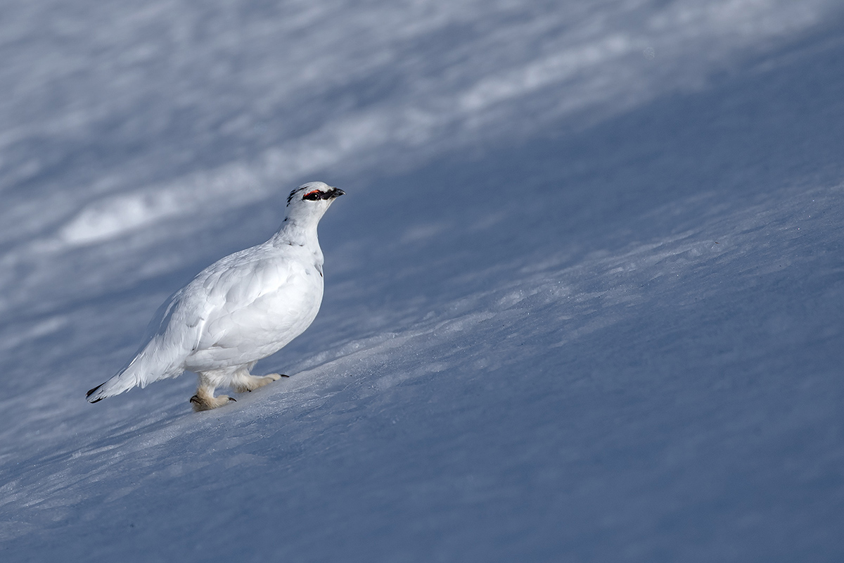 White Partridge