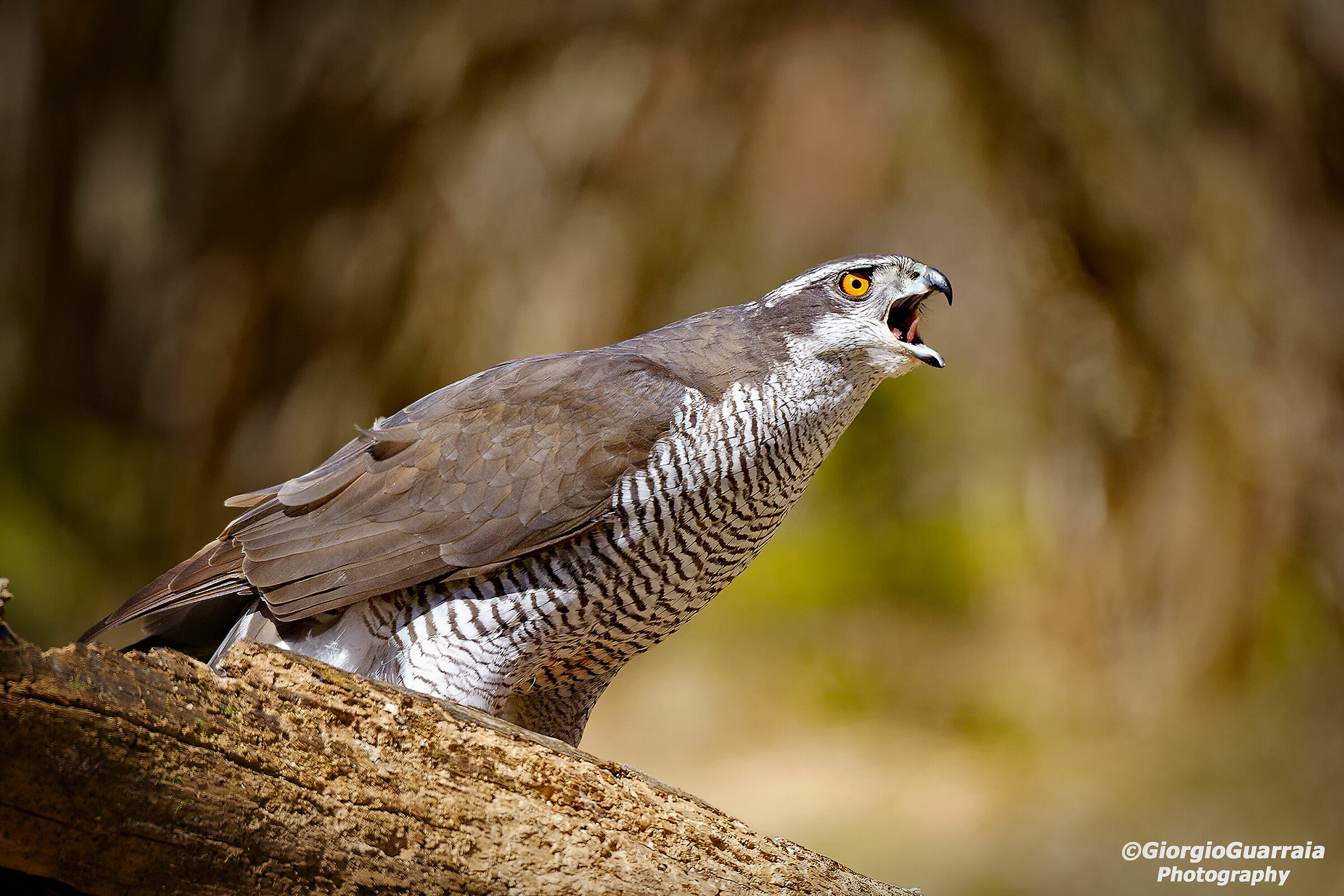 Goshawk, The Scream