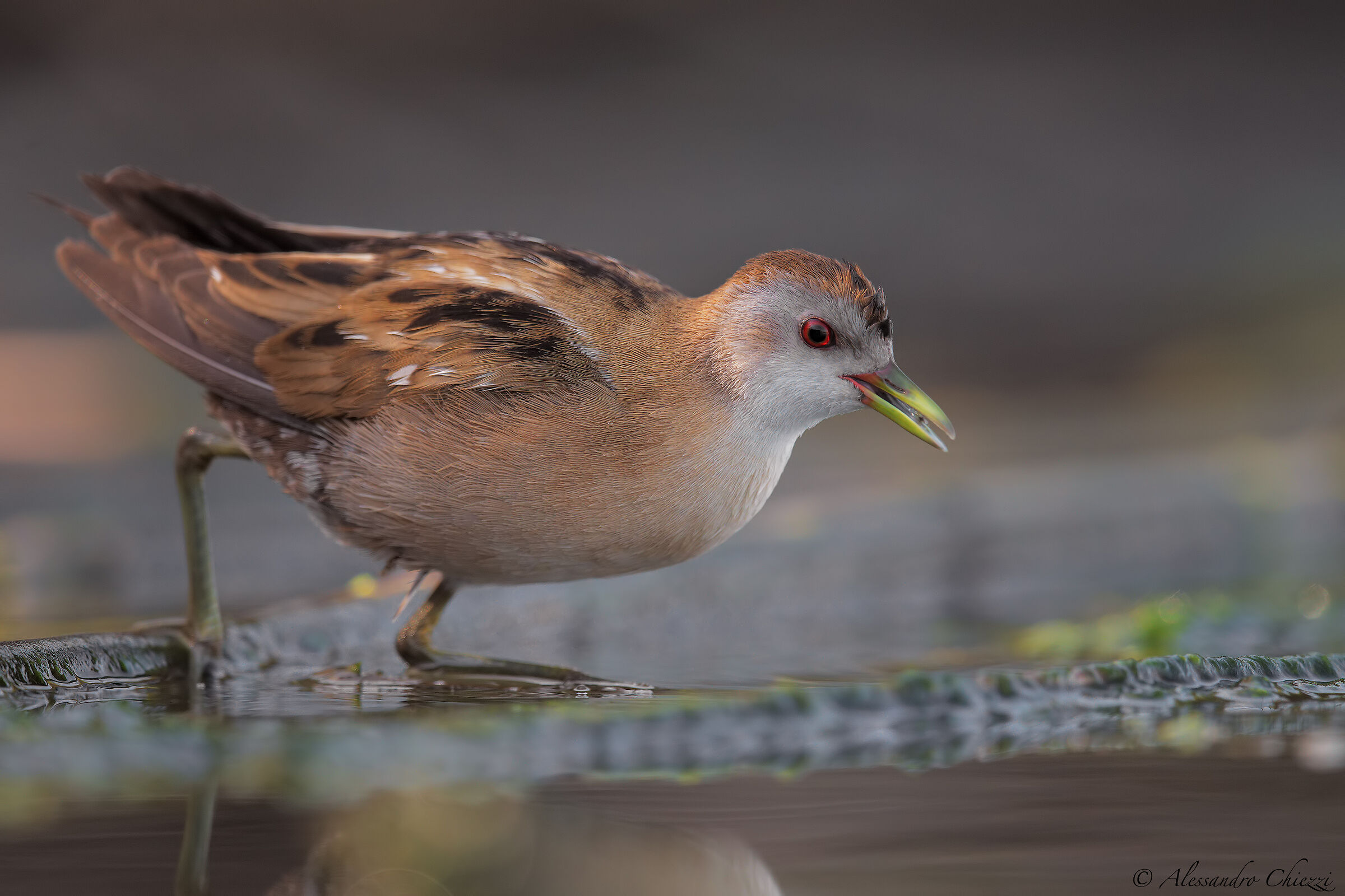 La signora schiribilla