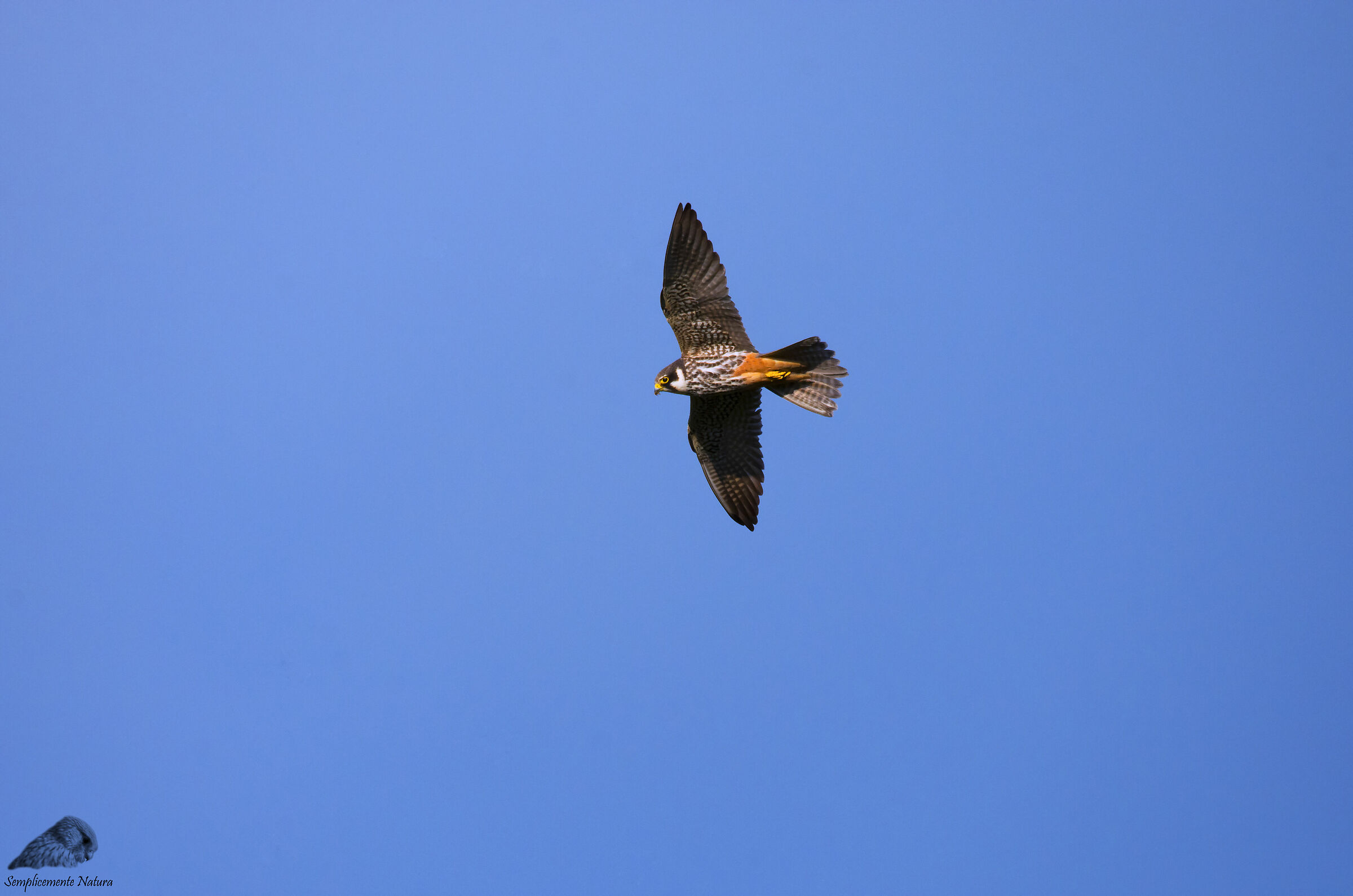 Lodolaio (Falco Subbuteo)